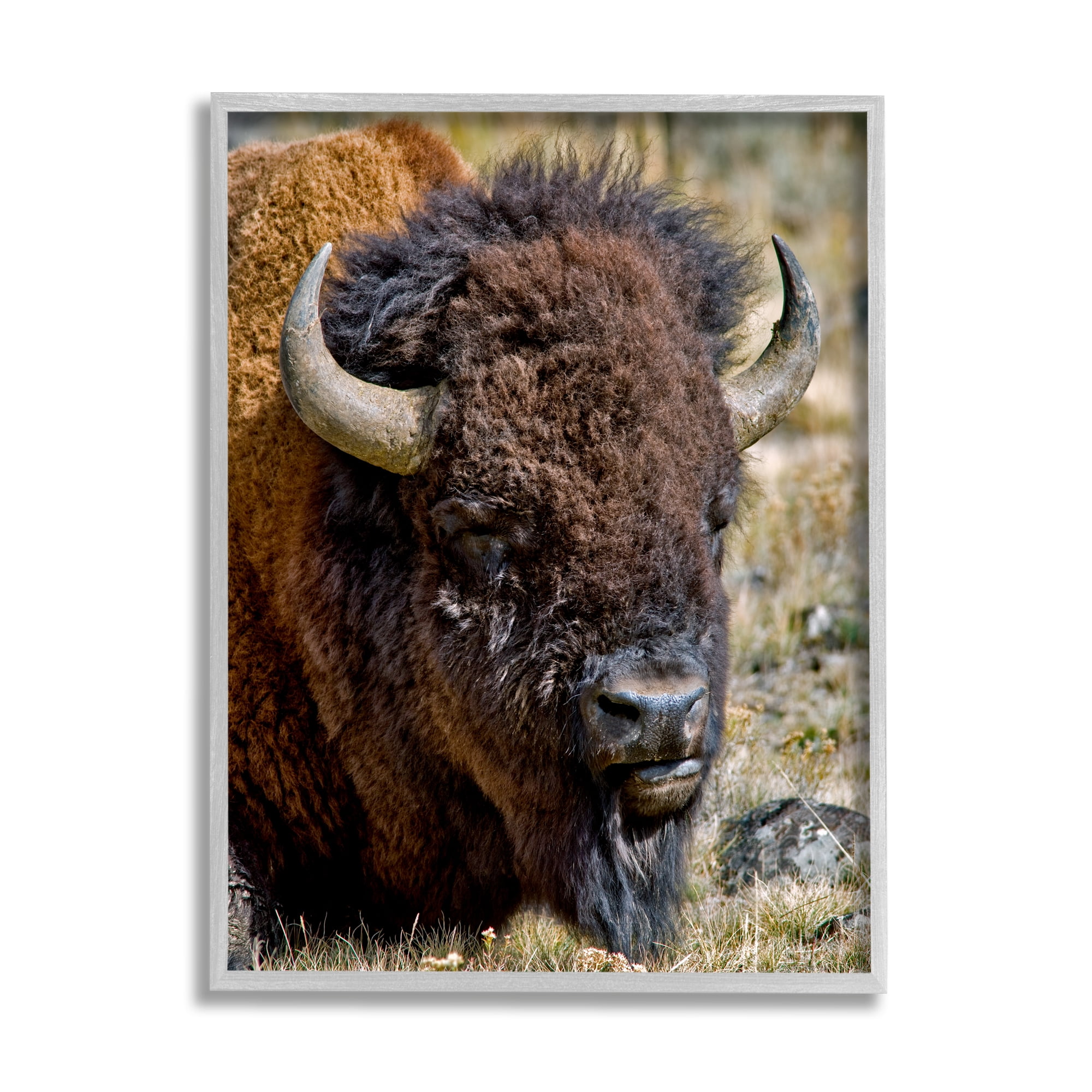 Stupell Industries Bison Resting Photography Animals & Insects Photography Gray Framed Art Print Wall Art, 16 x 20