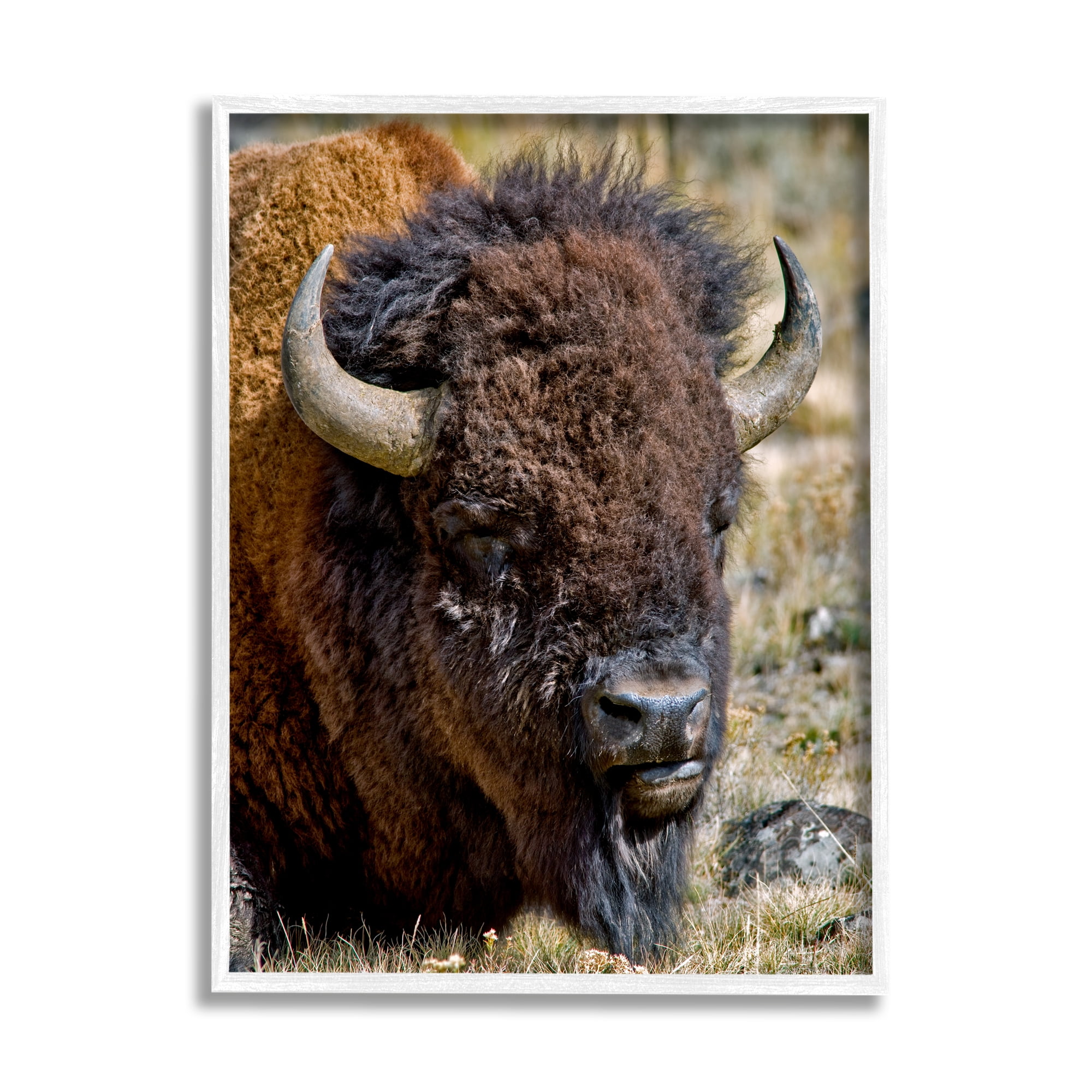 Stupell Industries Bison Resting Photography Animals & Insects Photography White Framed Art Print Wall Art, 24 x 30