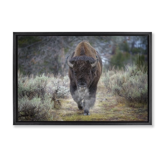 Stupell Industries Bison Stepping Photography Animals Photography Black Floater Framed Canvas Art Print Wall Art, 31 x 21