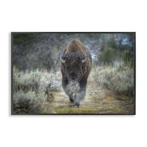 Stupell Industries Bison Stepping Photography Animals Photography Black Framed Art Print Wall Art, 18 x 12