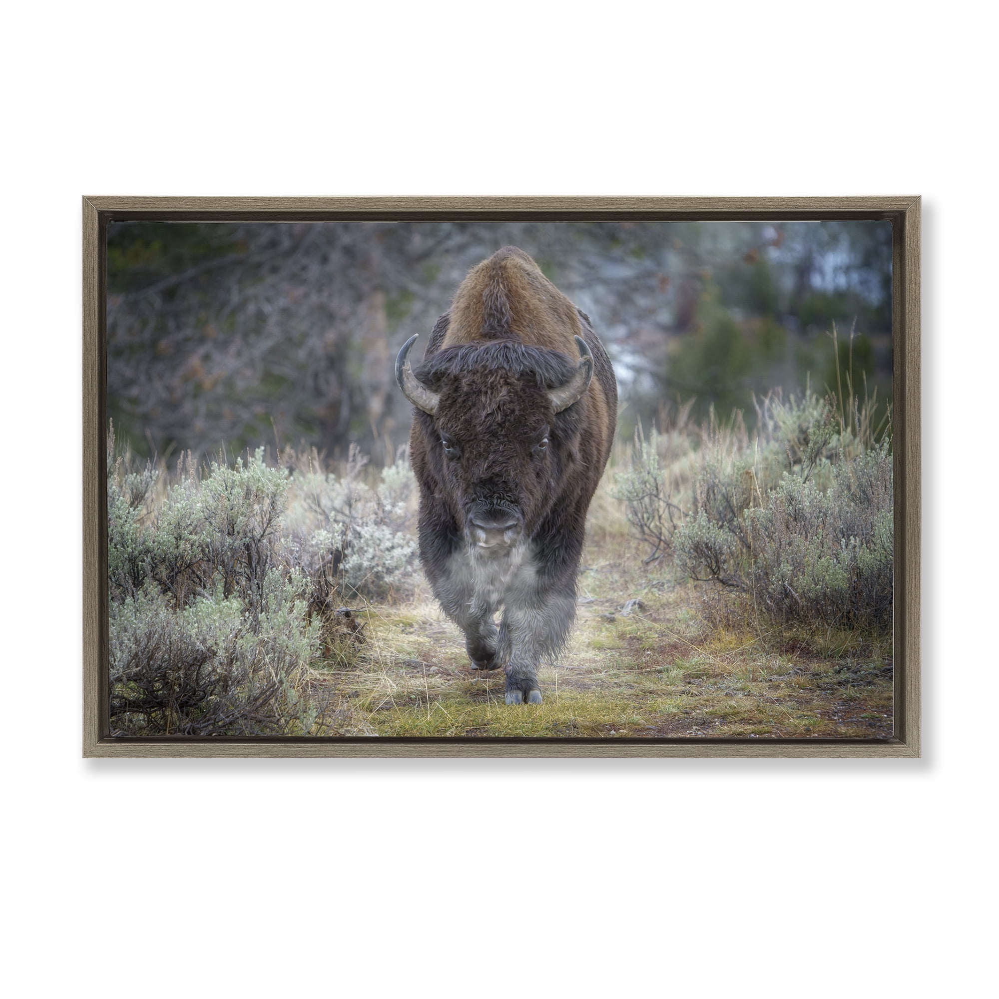 Stupell Industries Bison Stepping Photography Animals Photography Brown Floater Framed Canvas Art Print Wall Art, 25 x 17