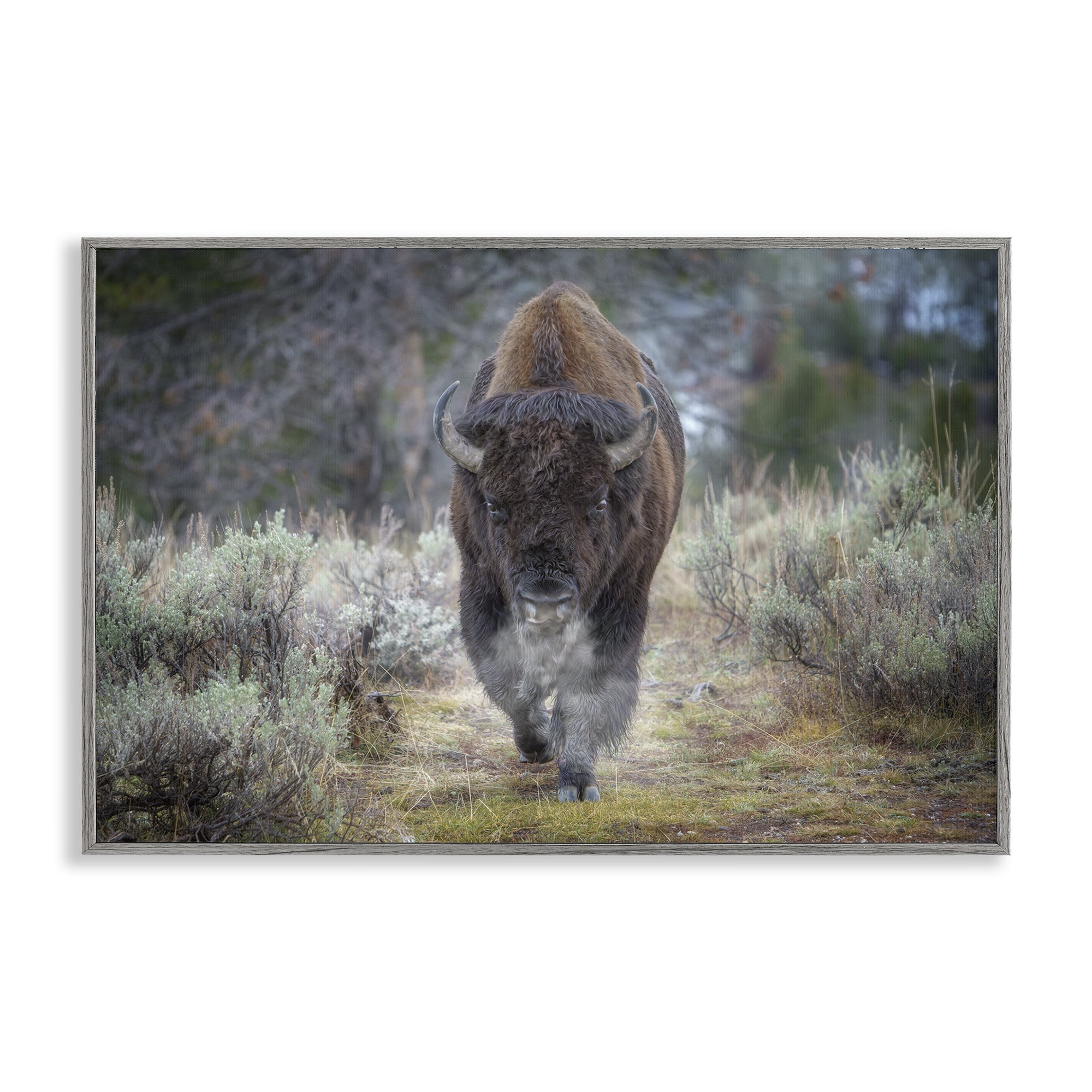 Stupell Industries Bison Stepping Photography Animals Photography Gray Framed Art Print Wall Art, 24 x 16