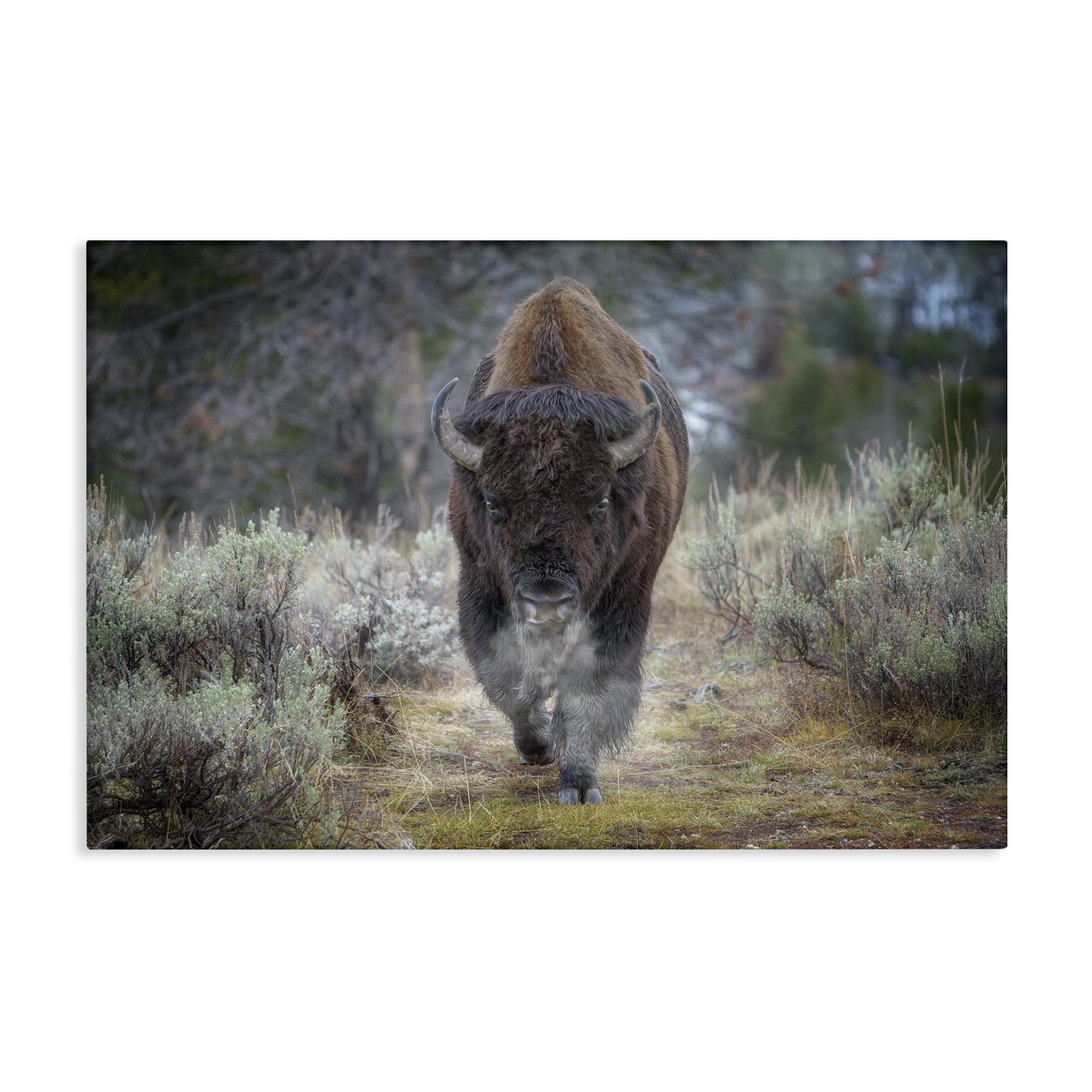 Stupell Industries Bison Stepping Photography Animals Photography Wrapped Canvas Art Print Wall Art, 45 x 30
