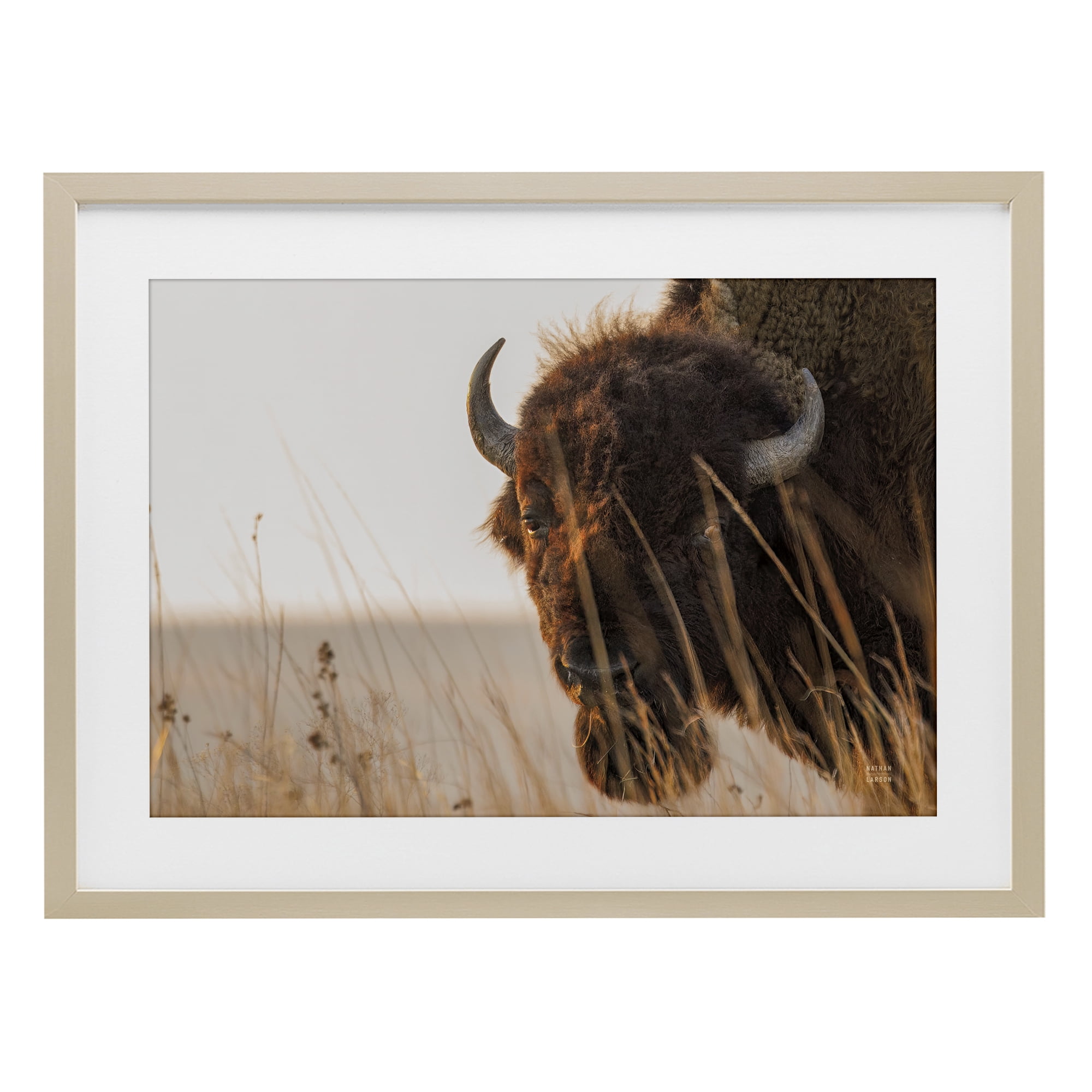 Stupell Industries Bison Sunset on Golden Prairie Birch Framed Print Under Glass, design by Nathan Larson