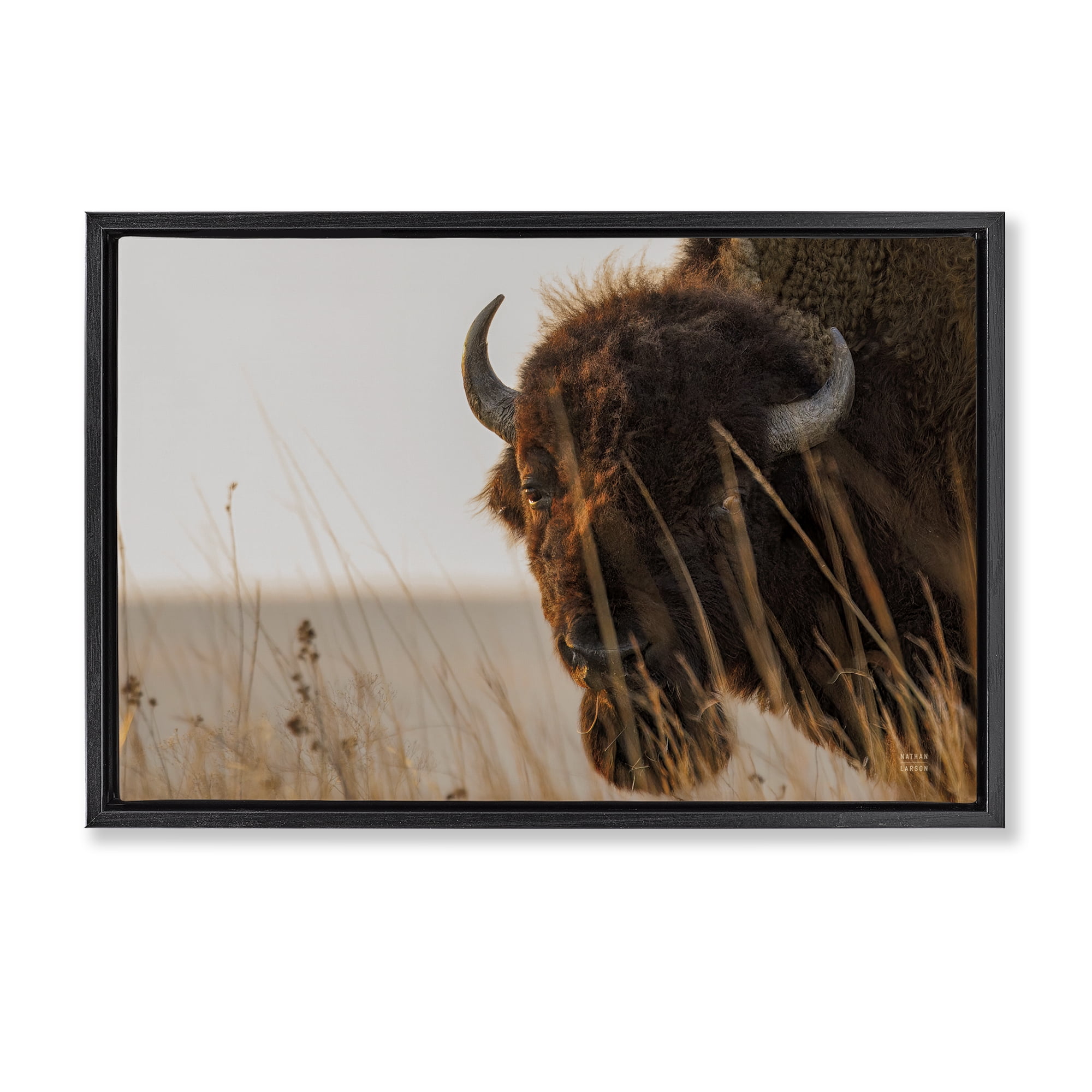 Stupell Industries Bison Sunset on Golden Prairie Black Framed Floater Canvas Wall Art, design by Nathan Larson