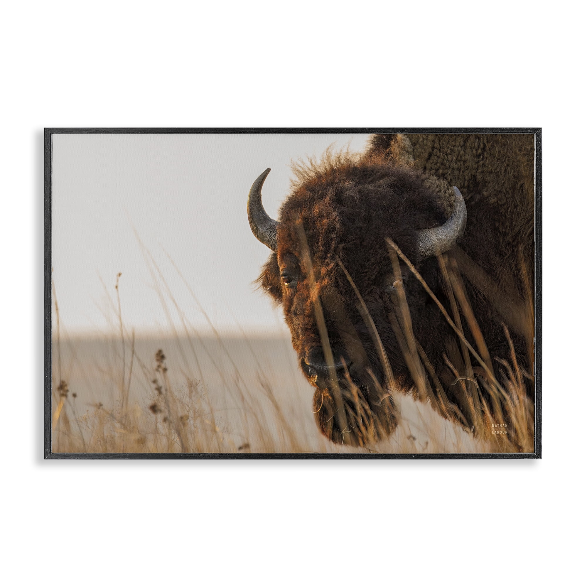 Stupell Industries Bison Sunset on Golden Prairie Black Framed Giclee Art, design by Nathan Larson