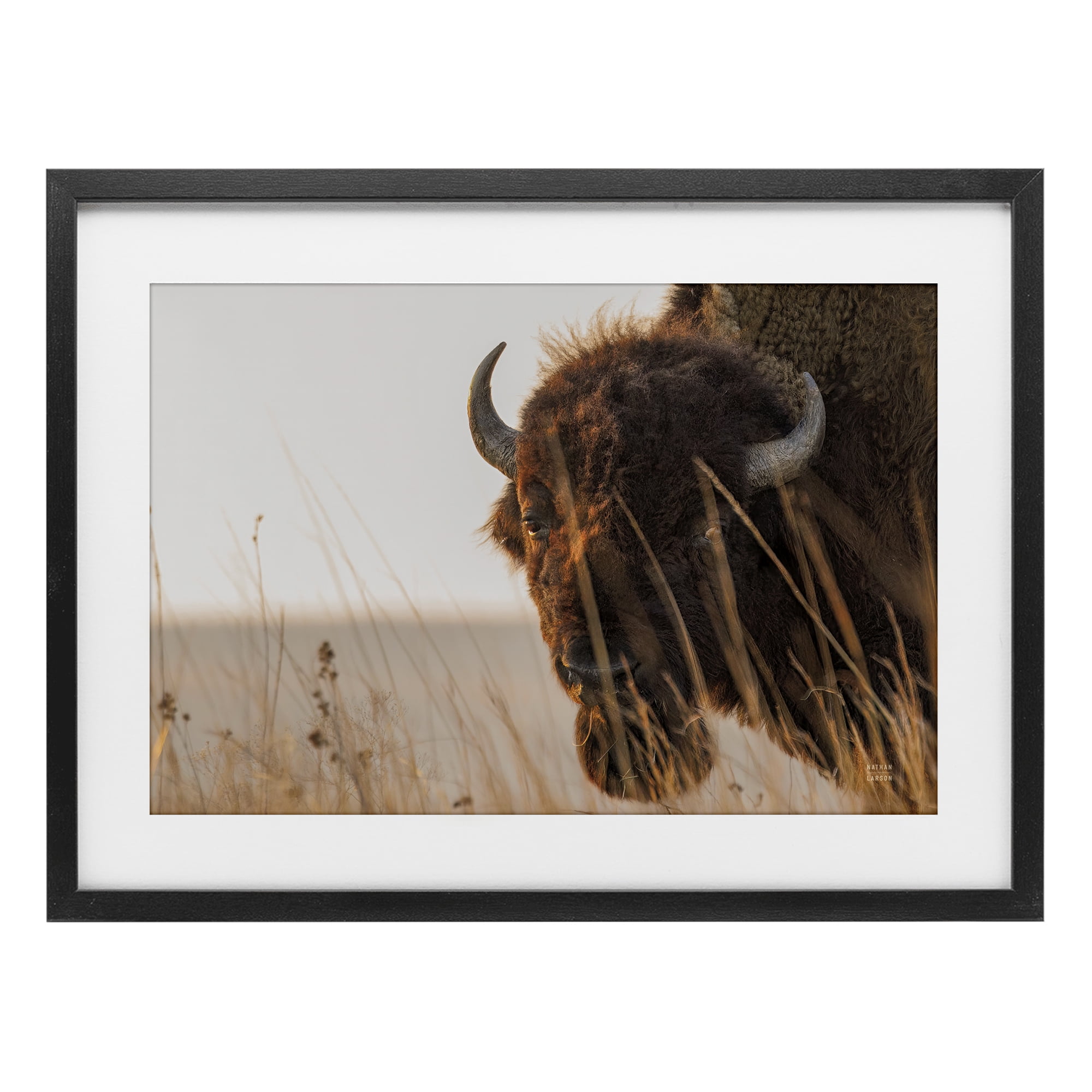 Stupell Industries Bison Sunset on Golden Prairie Black Framed Print Under Glass, design by Nathan Larson