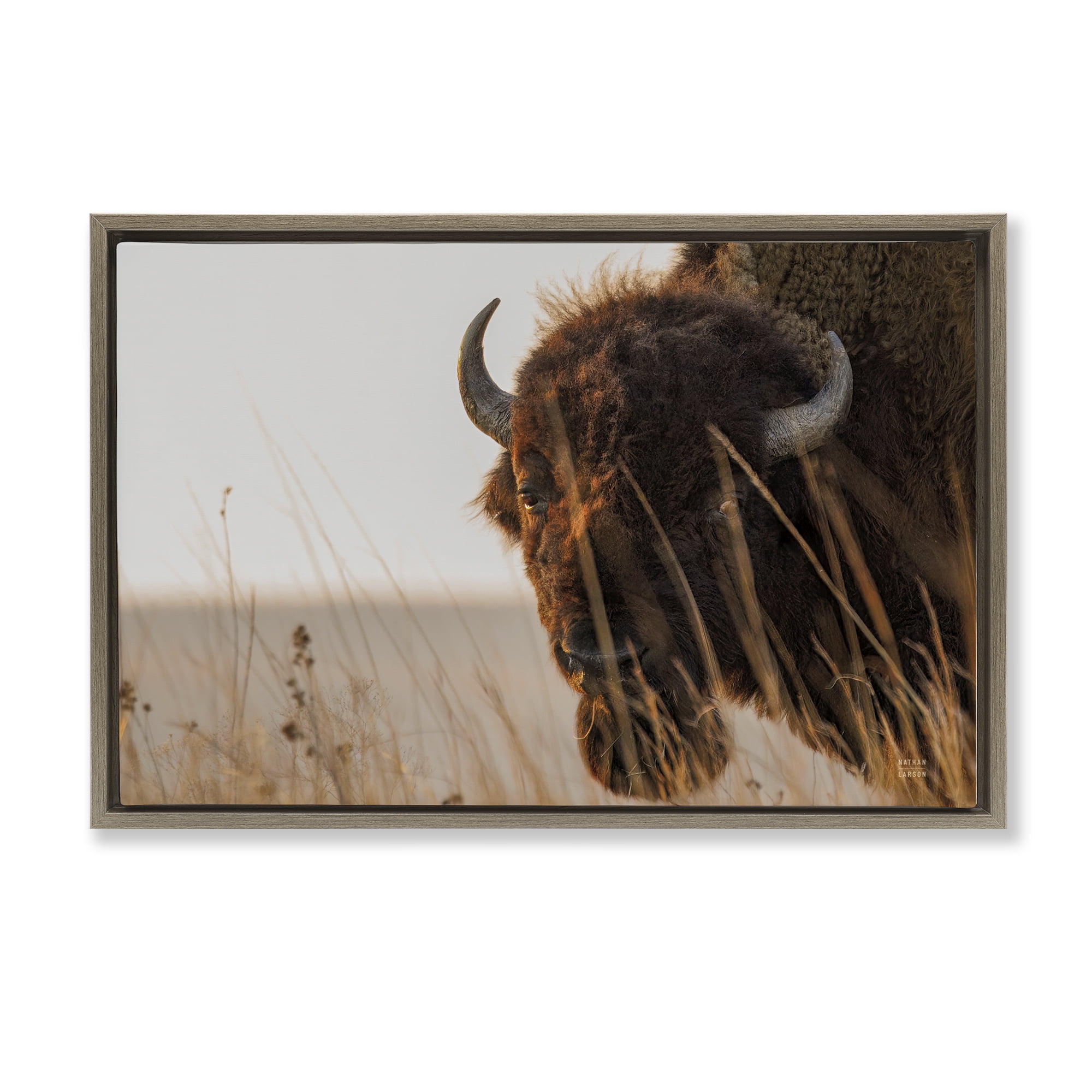 Stupell Industries Bison Sunset on Golden Prairie Brown Framed Floater Canvas Wall Art, design by Nathan Larson
