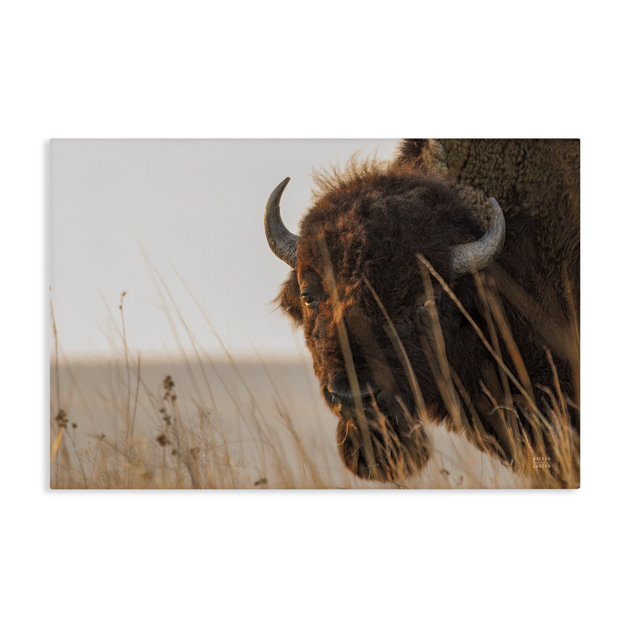 Stupell Industries Bison Sunset on Golden Prairie Canvas Wall Art, design by Nathan Larson