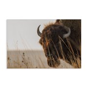 Stupell Industries Bison Sunset on Golden Prairie Canvas Wall Art, design by Nathan Larson