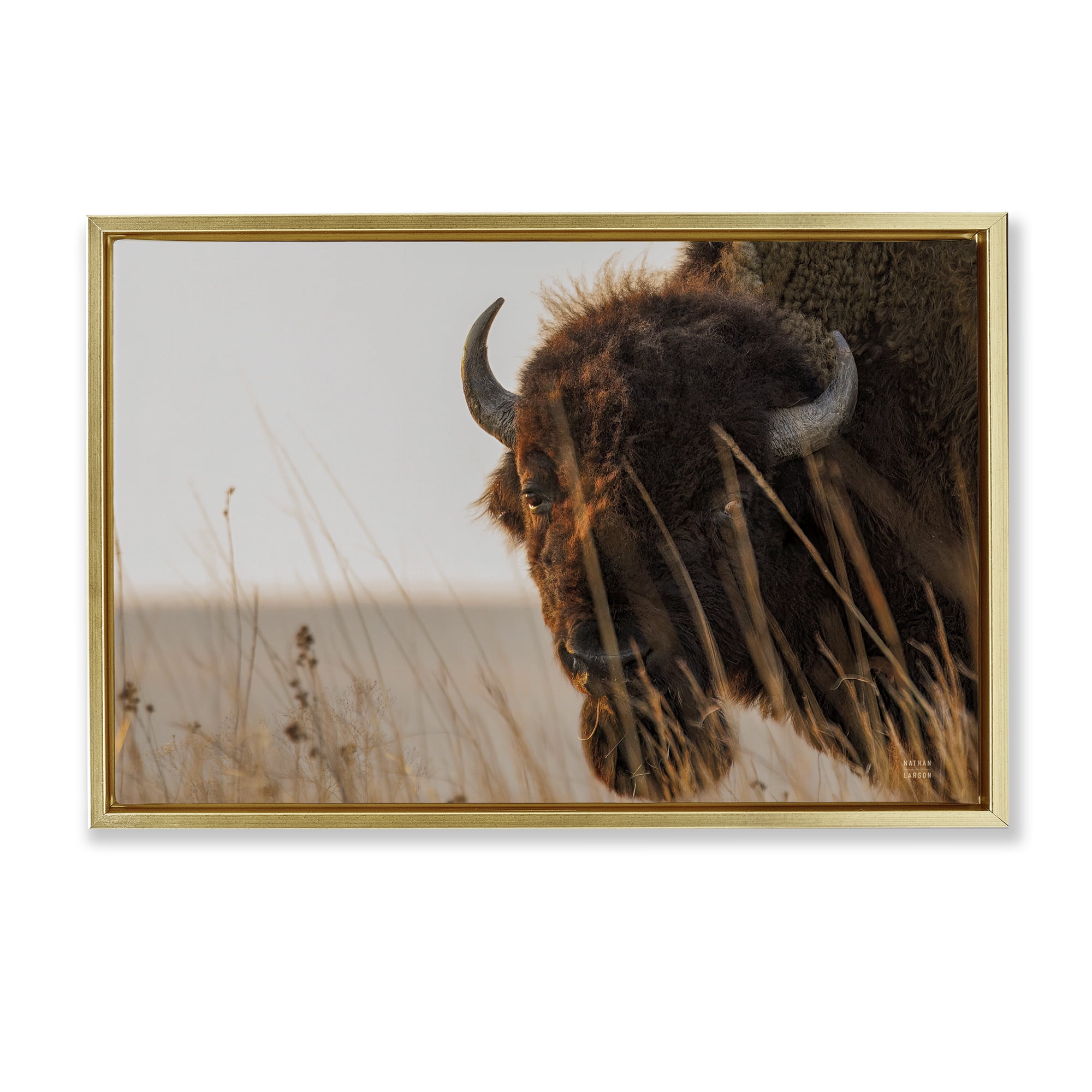 Stupell Industries Bison Sunset on Golden Prairie Gold Framed Floater Canvas Wall Art, design by Nathan Larson