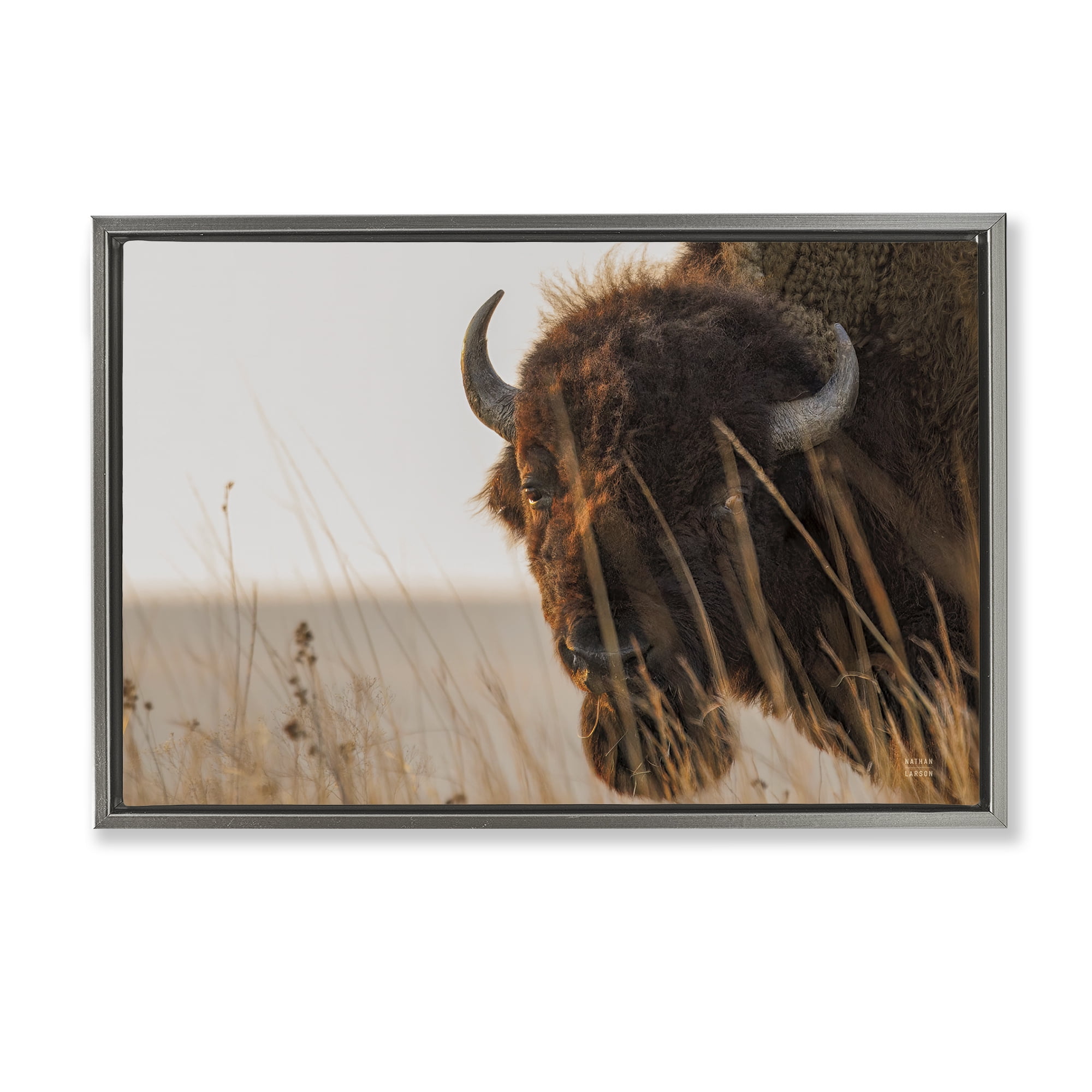 Stupell Industries Bison Sunset on Golden Prairie Gray Framed Floater Canvas Wall Art, design by Nathan Larson