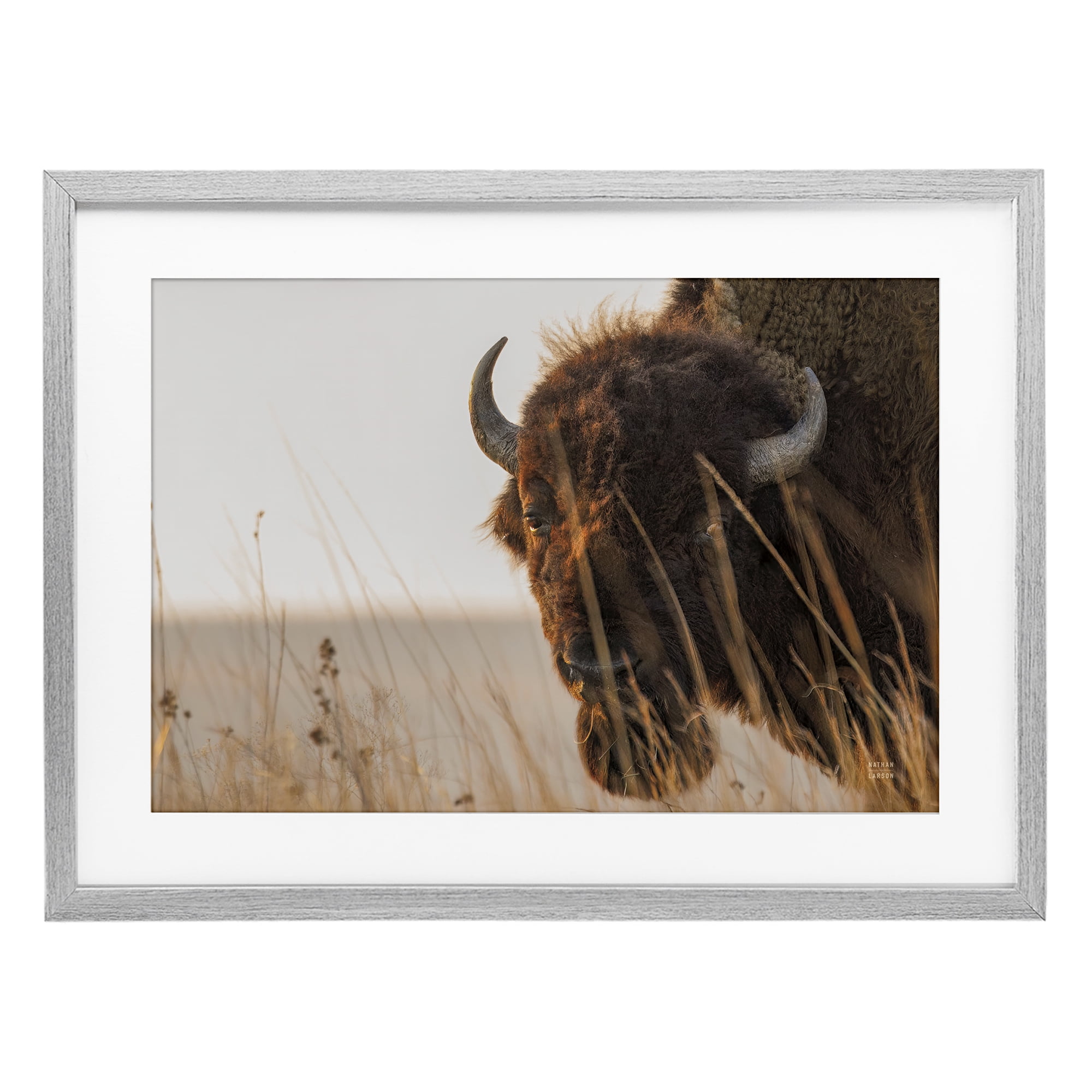 Stupell Industries Bison Sunset on Golden Prairie Gray Framed Print Under Glass, design by Nathan Larson