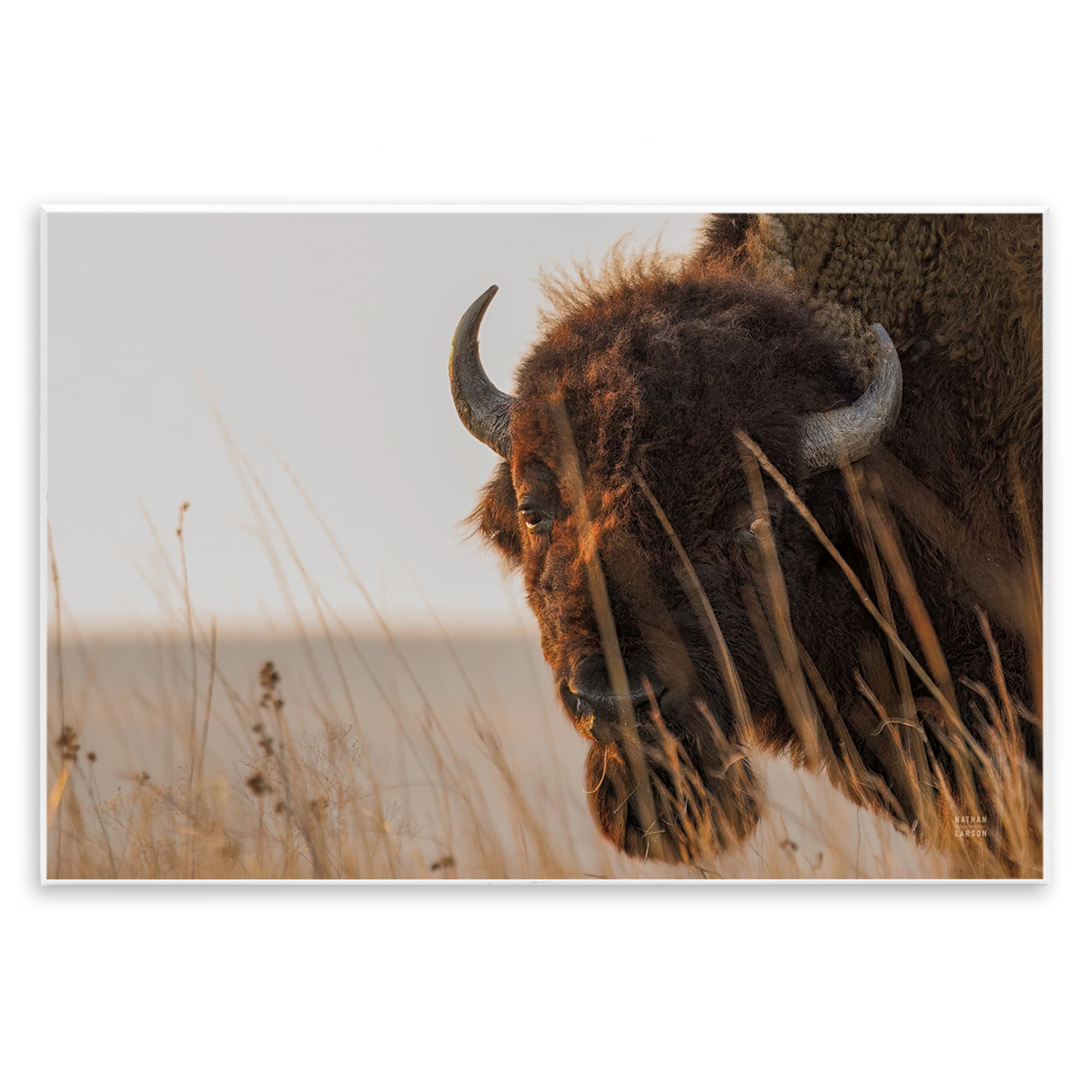 Stupell Industries Bison Sunset on Golden Prairie Wall Plaque Art, design by Nathan Larson