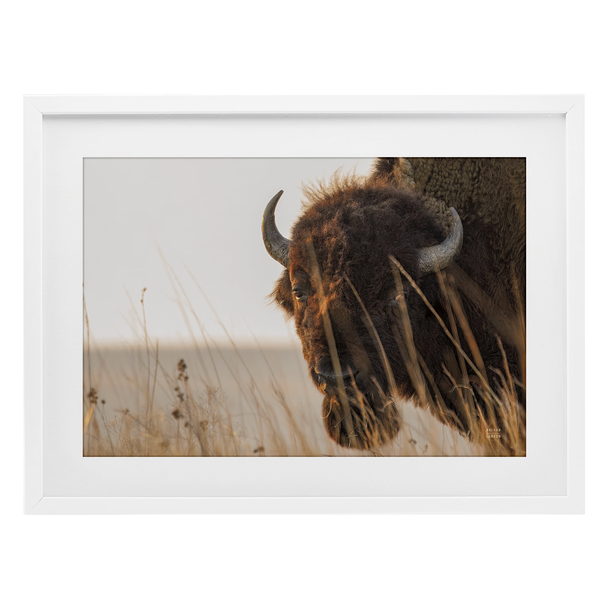 Stupell Industries Bison Sunset on Golden Prairie White Framed Print Under Glass, design by Nathan Larson