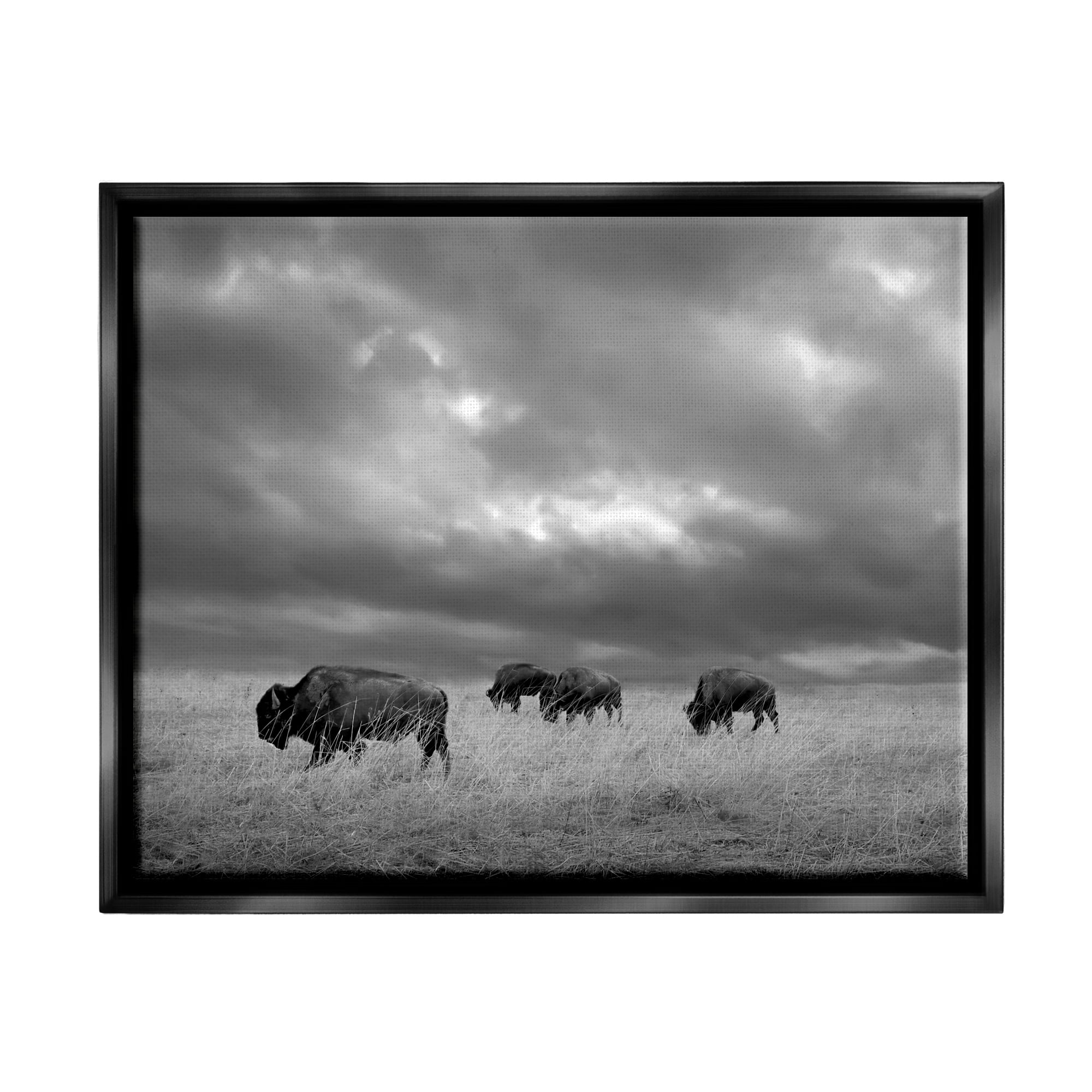 Stupell Industries Bison in Cloudy Field Landscape Photography Black Floater Framed Canvas Art Print Wall Art, 21 x 17