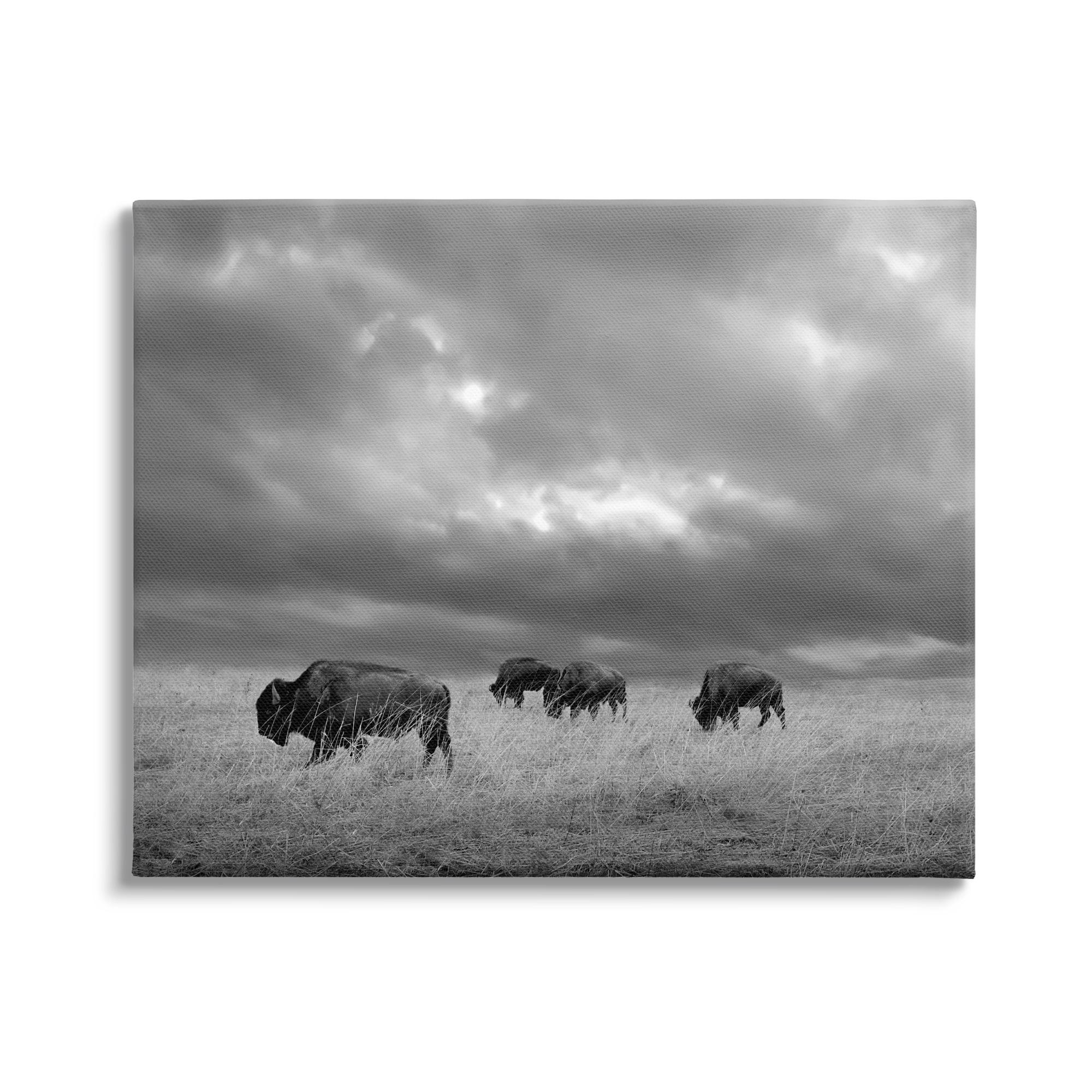 Stupell Industries Bison in Cloudy Field Landscape Photography Gallery Wrapped Canvas Art Print Wall Art, 40 x 30