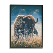 Stupell Industries Bison in Meadow Photography Animals & Insects Photography Black Framed Art Print Wall Art, 11 x 14