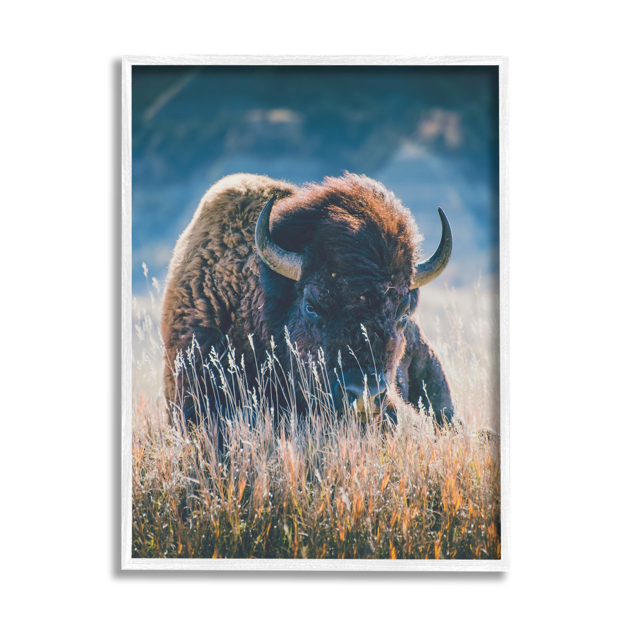 Stupell Industries Bison in Meadow Photography Animals & Insects Photography White Framed Art Print Wall Art, 16 x 20