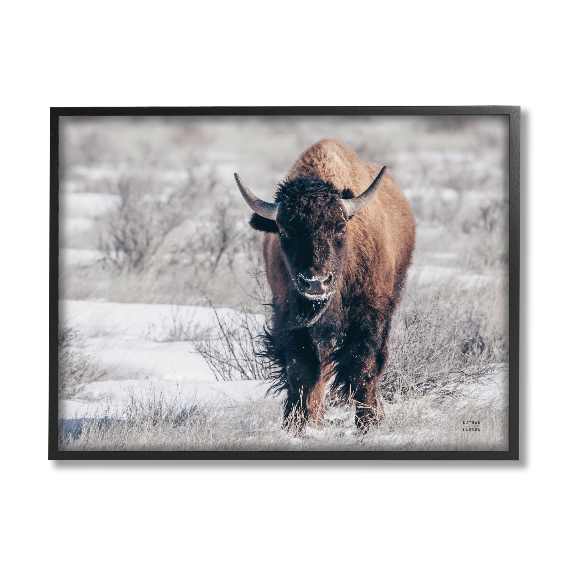 Stupell Industries Bison in Rural Snow Scene Animals & Insects Photography Black Framed Art Print Wall Art, 14 x 11