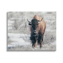 Stupell Industries Bison in Rural Snow Scene Animals & Insects Photography Gallery Wrapped Canvas Print Wall Art, 20 x 16
