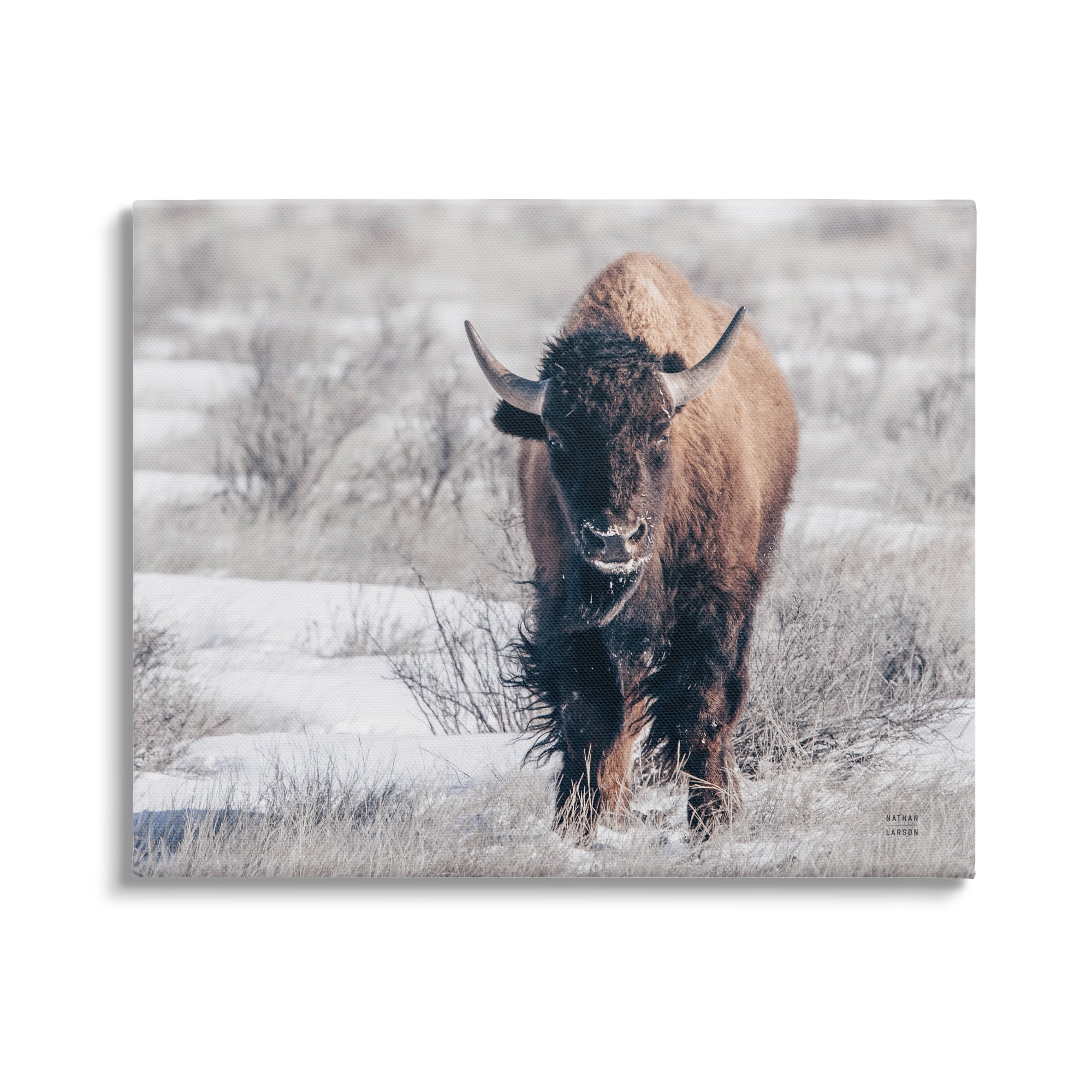 Stupell Industries Bison in Rural Snow Scene Animals & Insects Photography Gallery Wrapped Canvas Print Wall Art, 30 x 24