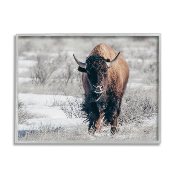 Stupell Industries Bison in Rural Snow Scene Animals & Insects Photography Gray Framed Art Print Wall Art, 20 x 16