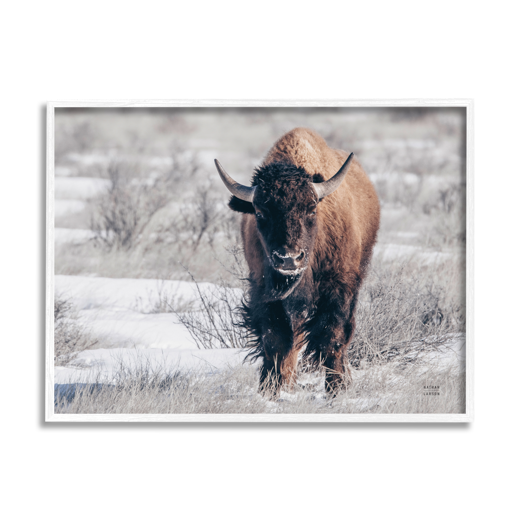 Stupell Industries Bison in Rural Snow Scene Animals & Insects Photography White Framed Art Print Wall Art, 20 x 16