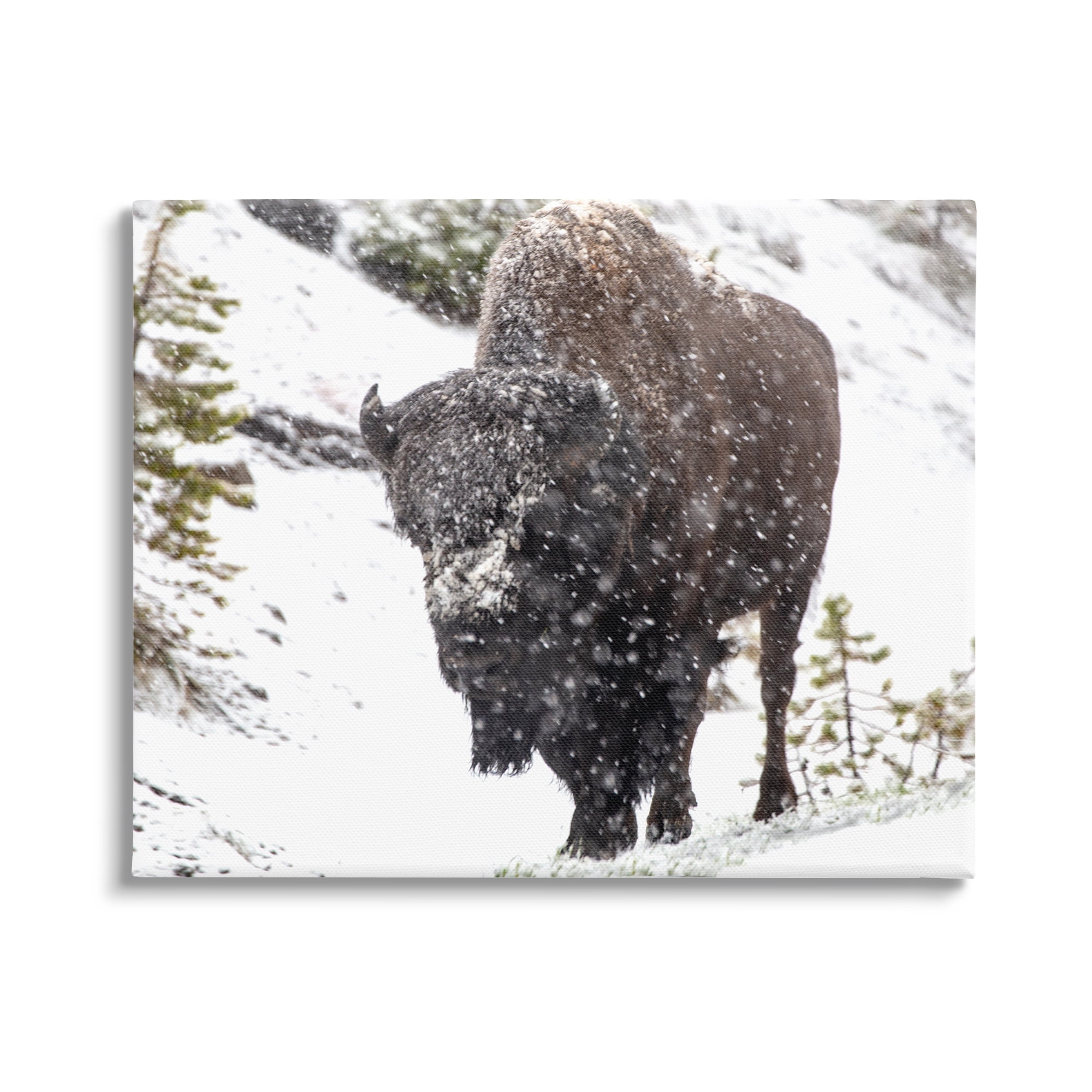 Stupell Industries Bison in Windblown Snow Animals & Insects Photography Gallery Wrapped Canvas Print Wall Art, 48 x 36