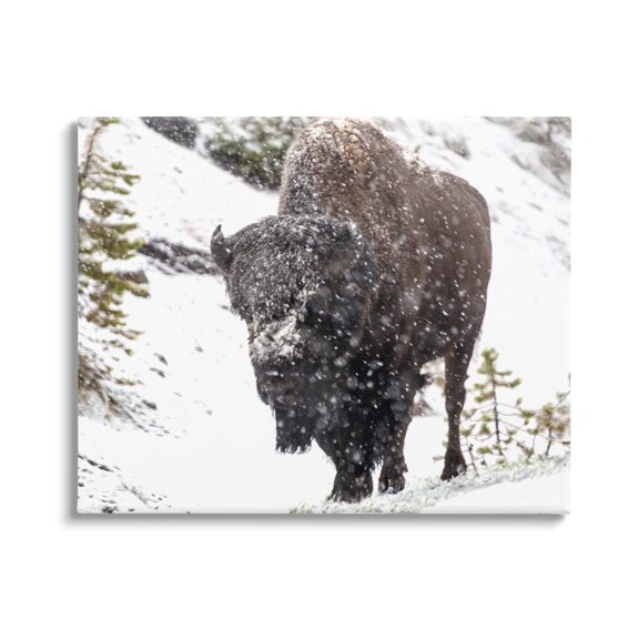 Stupell Industries Bison in Windblown Snow Animals & Insects Photography Gallery Wrapped Canvas Print Wall Art, 48 x 36