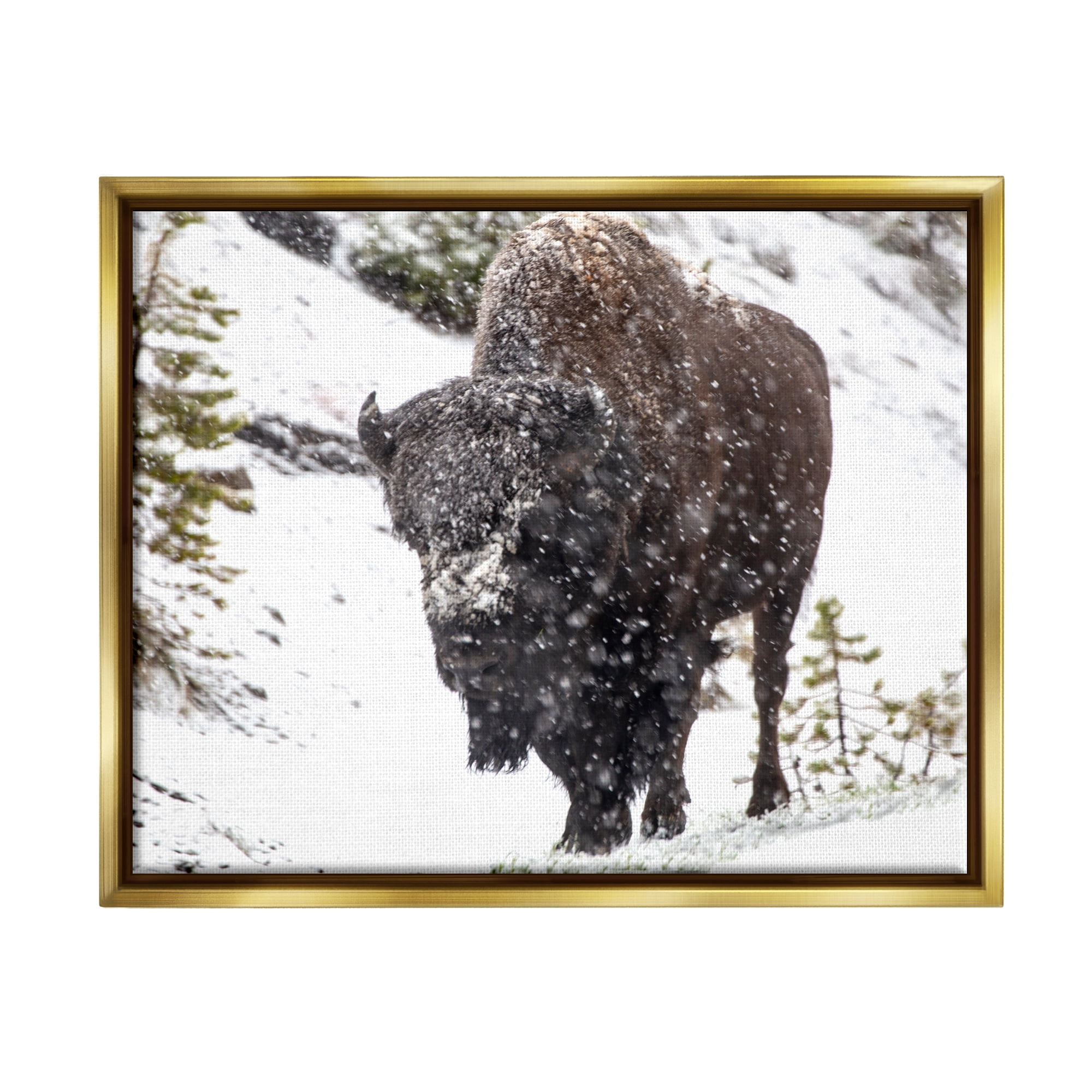 Stupell Industries Bison in Windblown Snow Animals & Insects Photography Gold Floater Framed Art Print Wall Art, 21 x 17