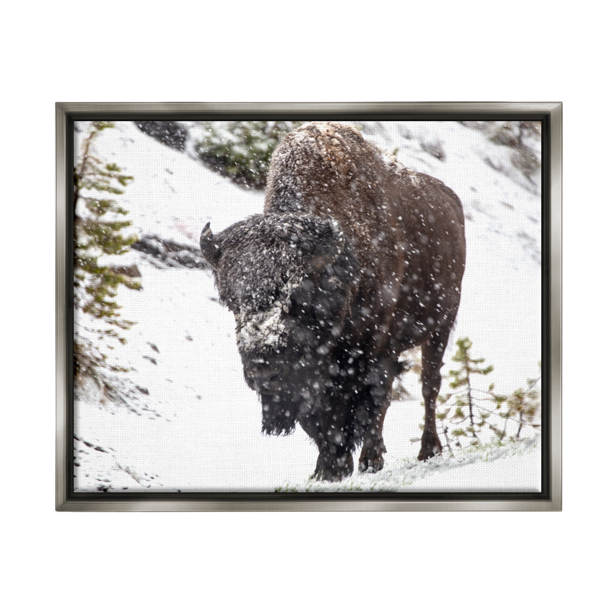 Stupell Industries Bison in Windblown Snow Animals & Insects Photography Gray Floater Framed Art Print Wall Art, 31 x 25