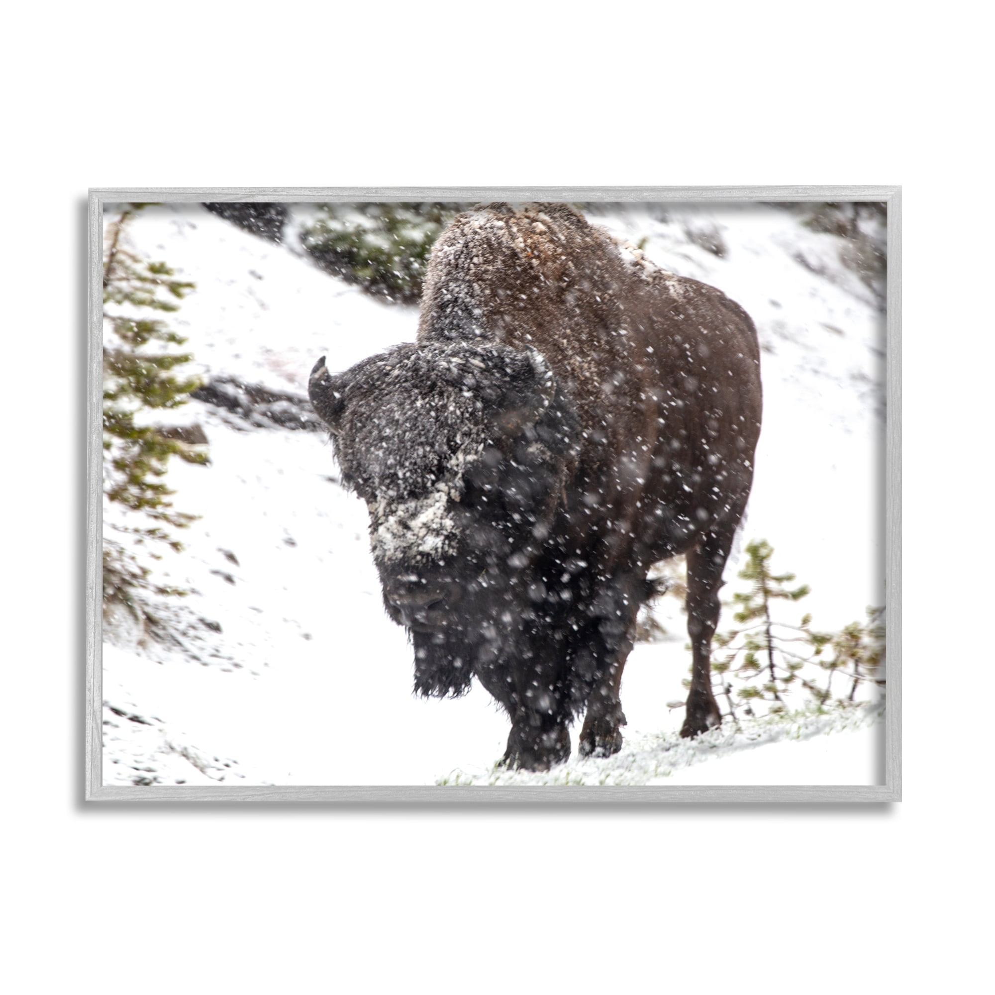 Stupell Industries Bison in Windblown Snow Animals & Insects Photography Gray Framed Art Print Wall Art, 20 x 16