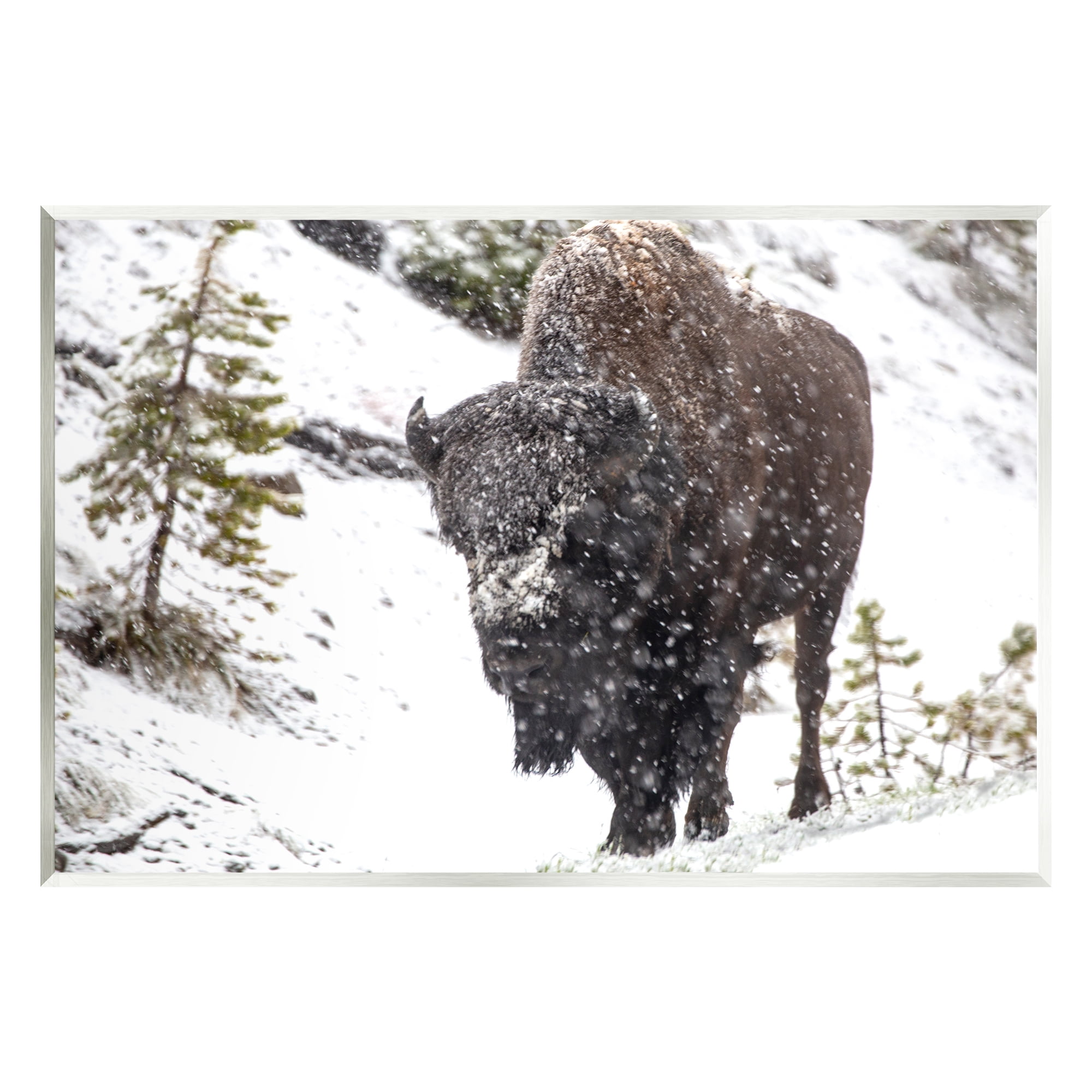 Stupell Industries Bison in Windblown Snow Animals & Insects Photography Unframed Art Print Wall Art, 19 x 13