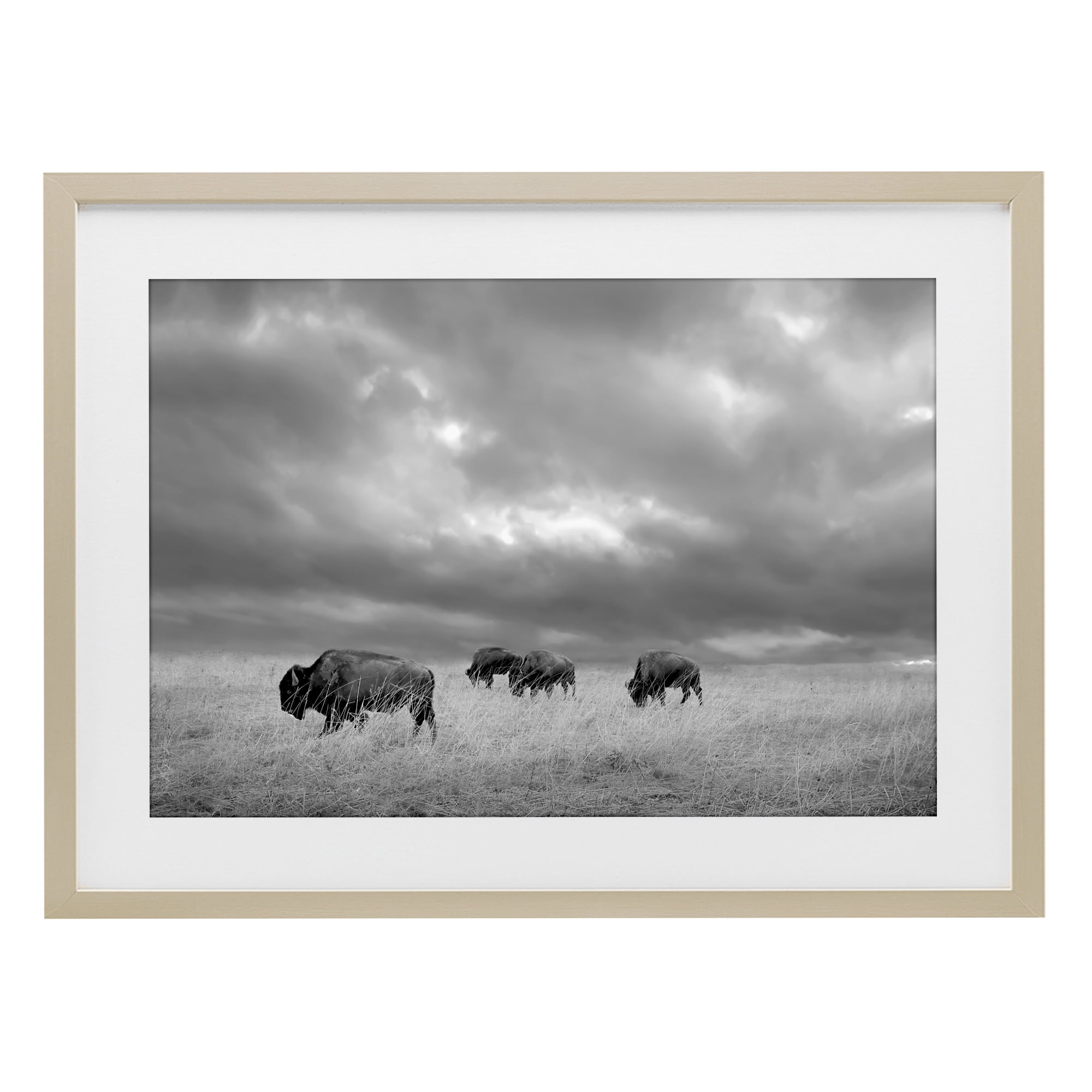 Stupell Industries Bisons Under an Autumn Sky Birch Framed Print Under Glass, design by Steve Toole