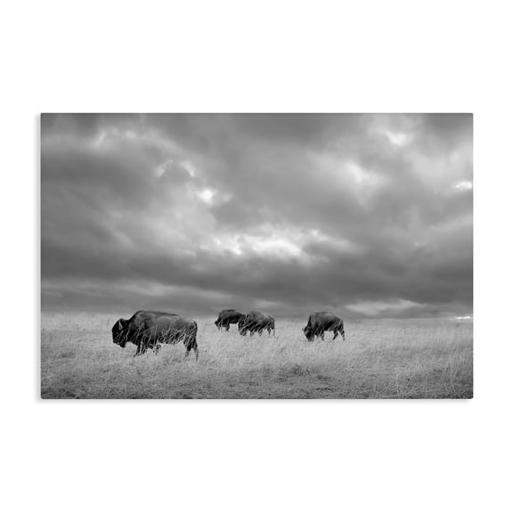 Stupell Industries Bisons Under an Autumn Sky Canvas Wall Art, design by Steve Toole
