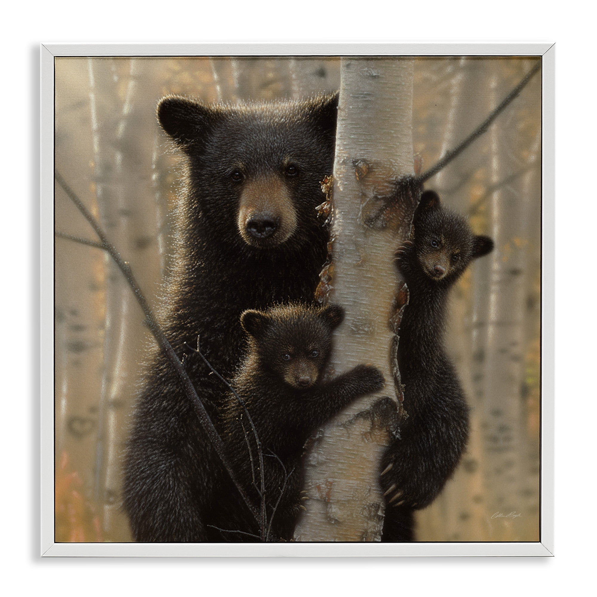 Stupell Industries Black Bear and Cubs Soft Birch Tree Forest, 17 x 17, Design by Collin Bogle