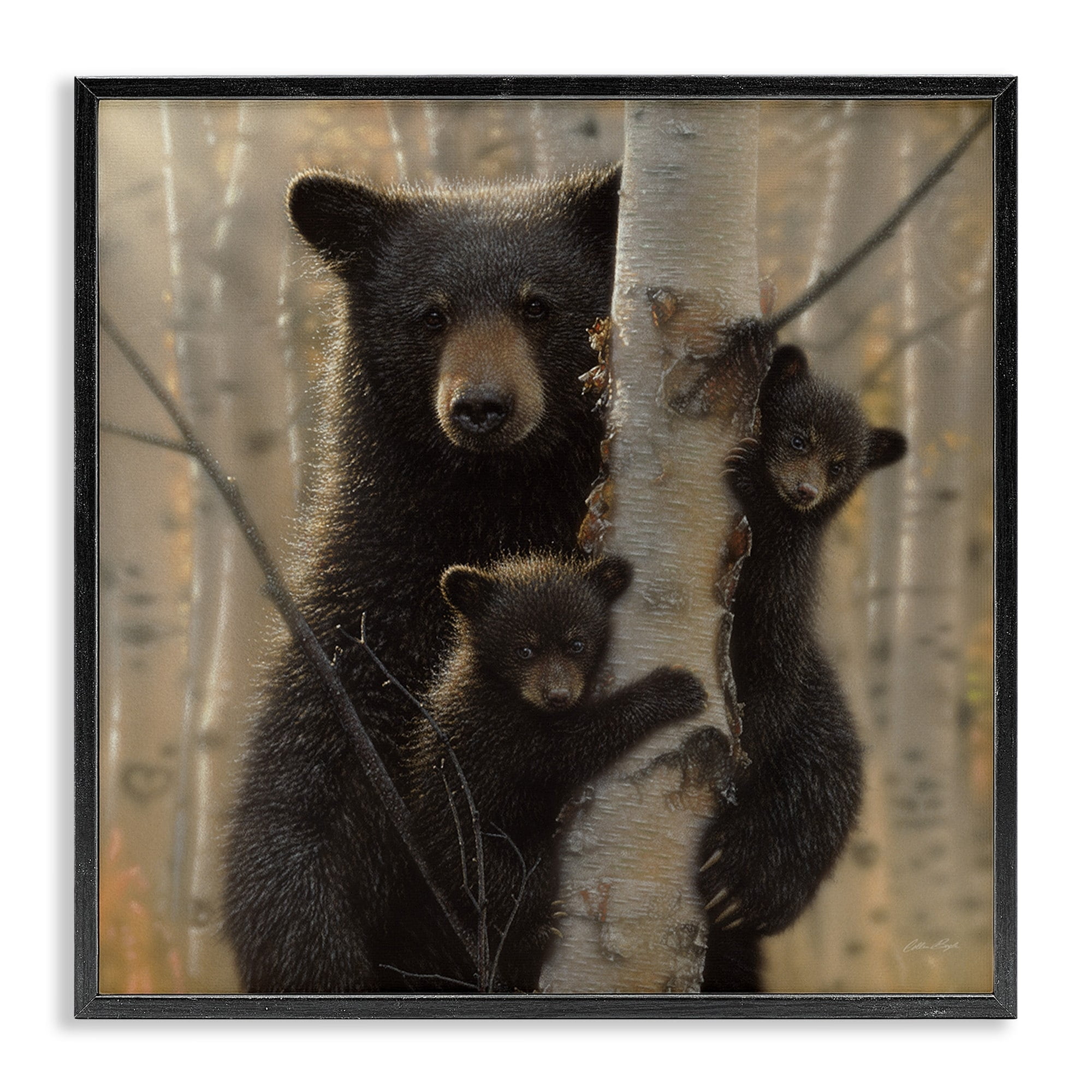 Stupell Industries Black Bear and Cubs Soft Birch Tree Forest, 24 x 24, Design by Collin Bogle