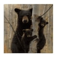 thumbnail image 1 of Stupell Industries Black Bear and Cubs Soft Birch Tree Forest, 24 x 24, Design by Collin Bogle, 1 of 5