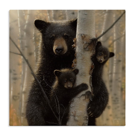 Stupell Industries Black Bear and Cubs Soft Birch Tree Forest, 24 x 24, Design by Collin Bogle