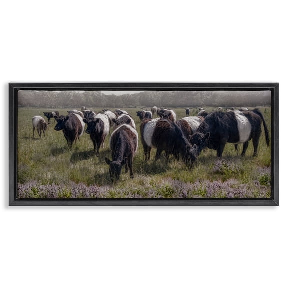Stupell Industries Black Cows Grazing in Pasture Animals Photography Black Floater Framed Canvas Art Print Wall Art, 31 x 14