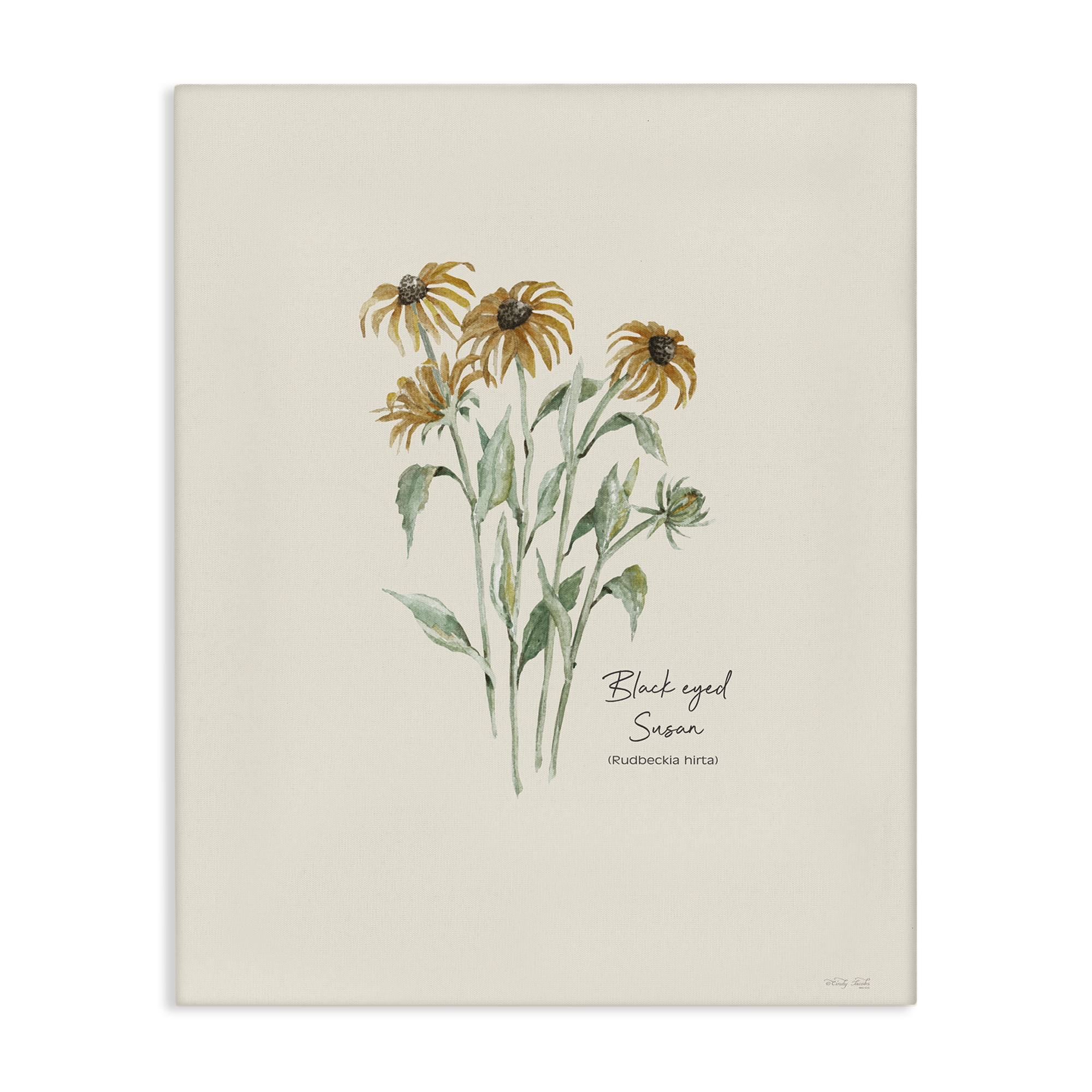 Stupell Industries Black Eyed Susans Botanical & Floral Painting Gallery Wrapped Canvas Art Print Wall Art, 36 x 48