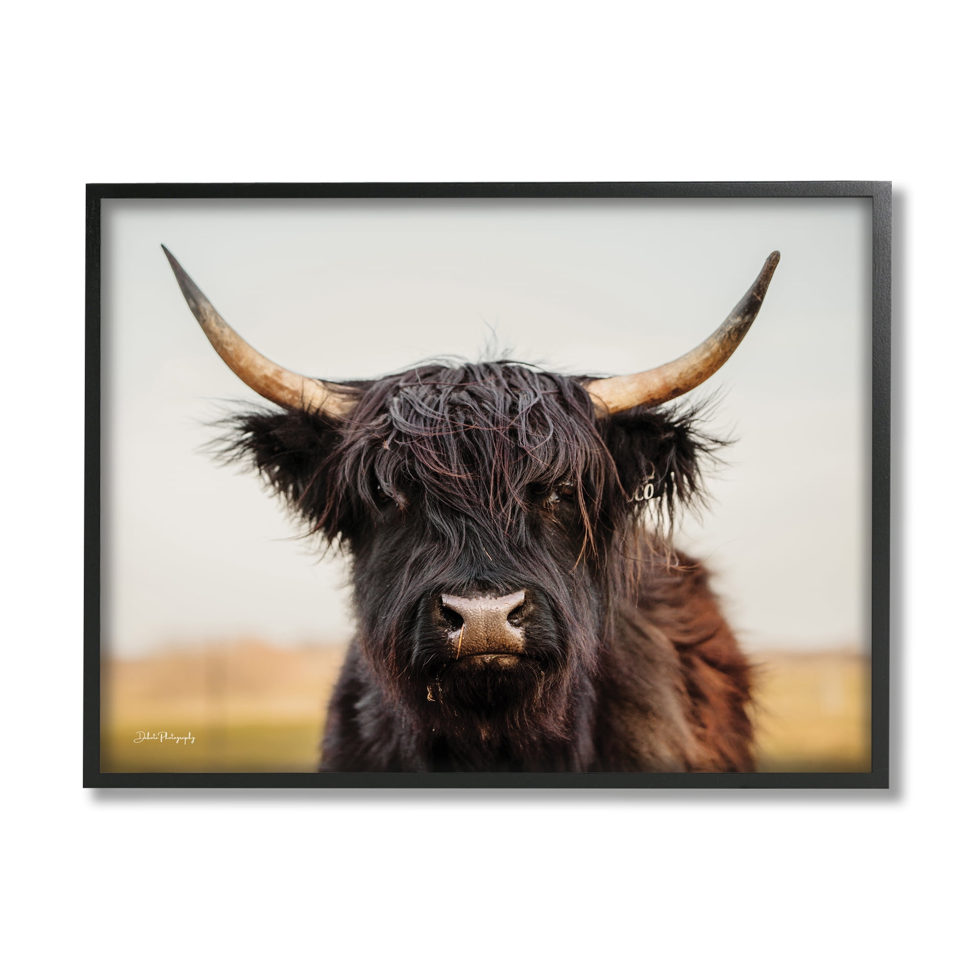 Stupell Industries Black Highland Cow Portrait Animals & Insects Photography Black Framed Art Print Wall Art, 14 x 11