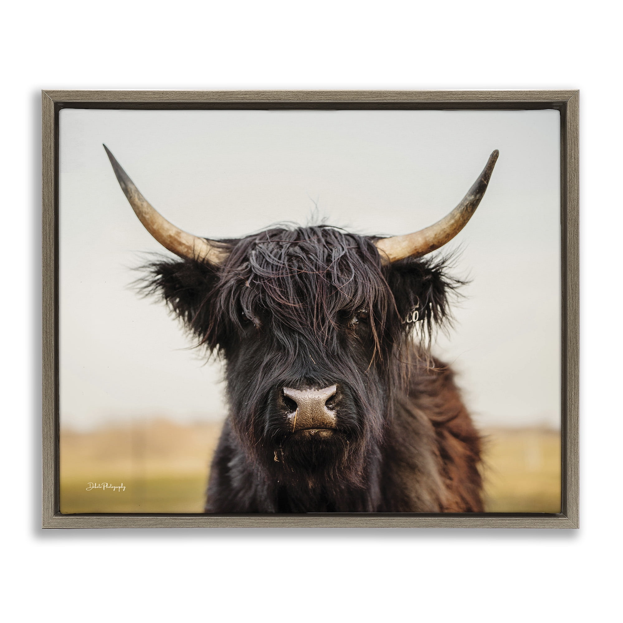 Stupell Industries Black Highland Cow Portrait Animals & Insects Photography Brown Floater Framed Canvas Art Print Wall Art, 21 x 17