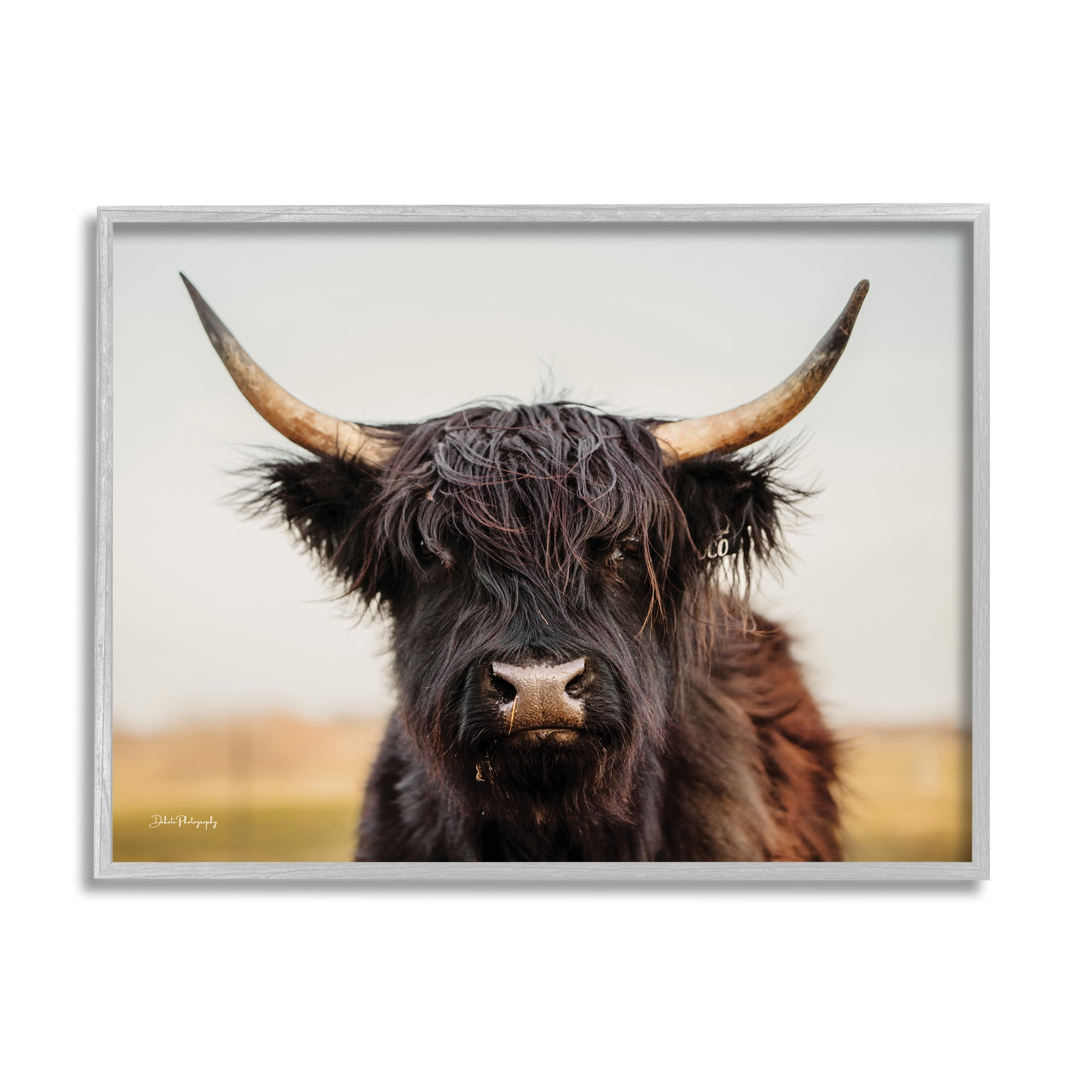 Stupell Industries Black Highland Cow Portrait Animals & Insects Photography Gray Framed Art Print Wall Art, 14 x 11