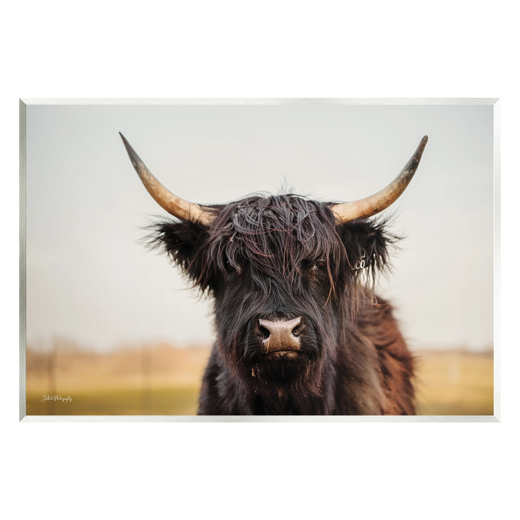 Stupell Industries Black Highland Cow Portrait Animals & Insects Photography Unframed Art Print Wall Art, 19 x 13