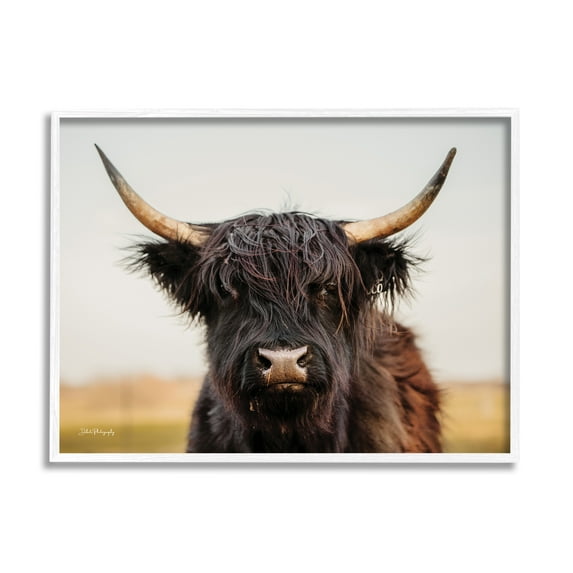 Stupell Industries Black Highland Cow Portrait Animals & Insects Photography White Framed Art Print Wall Art, 20 x 16