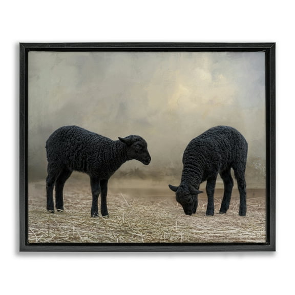 Stupell Industries Black Sheep Grazing Animals & Insects Photography Black Floater Framed Canvas Art Print Wall Art, 21 x 17