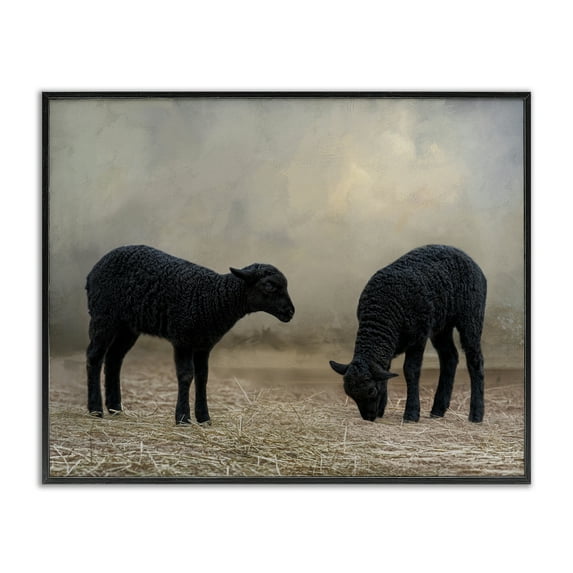 Stupell Industries Black Sheep Grazing Animals & Insects Photography Black Framed Art Print Wall Art, 20 x 16