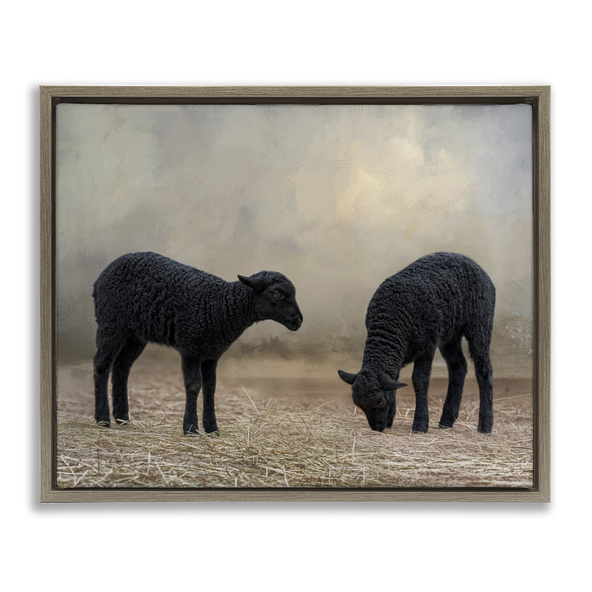 Stupell Industries Black Sheep Grazing Animals & Insects Photography Brown Floater Framed Canvas Art Print Wall Art, 21 x 17